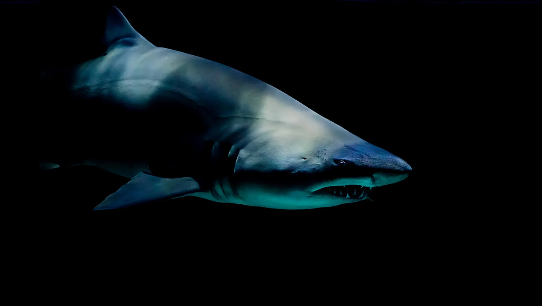 Sharks, Life, and Jesus