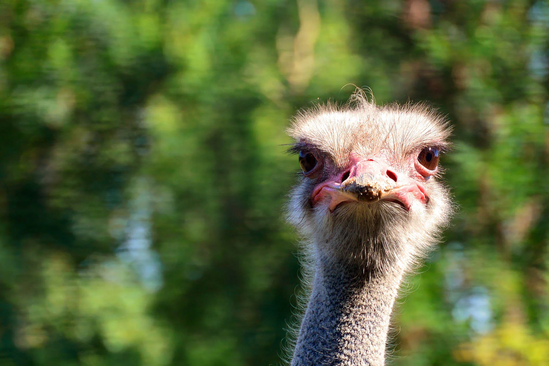 What I Learned about Church Leadership from a Crazy Ostrich
