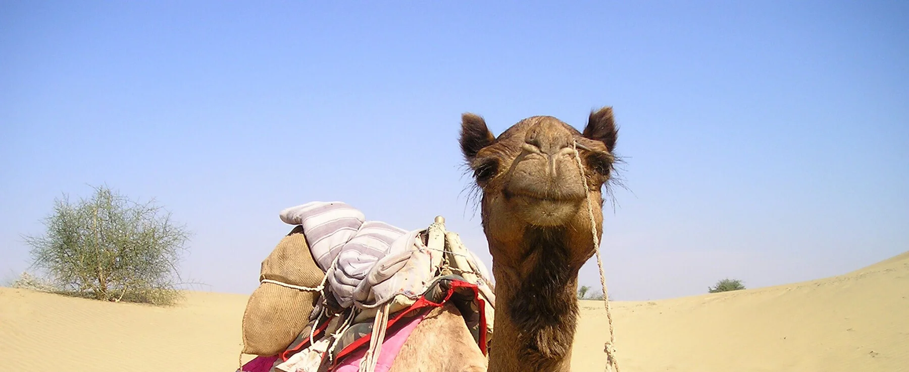 Once Bitten, Twice Shy