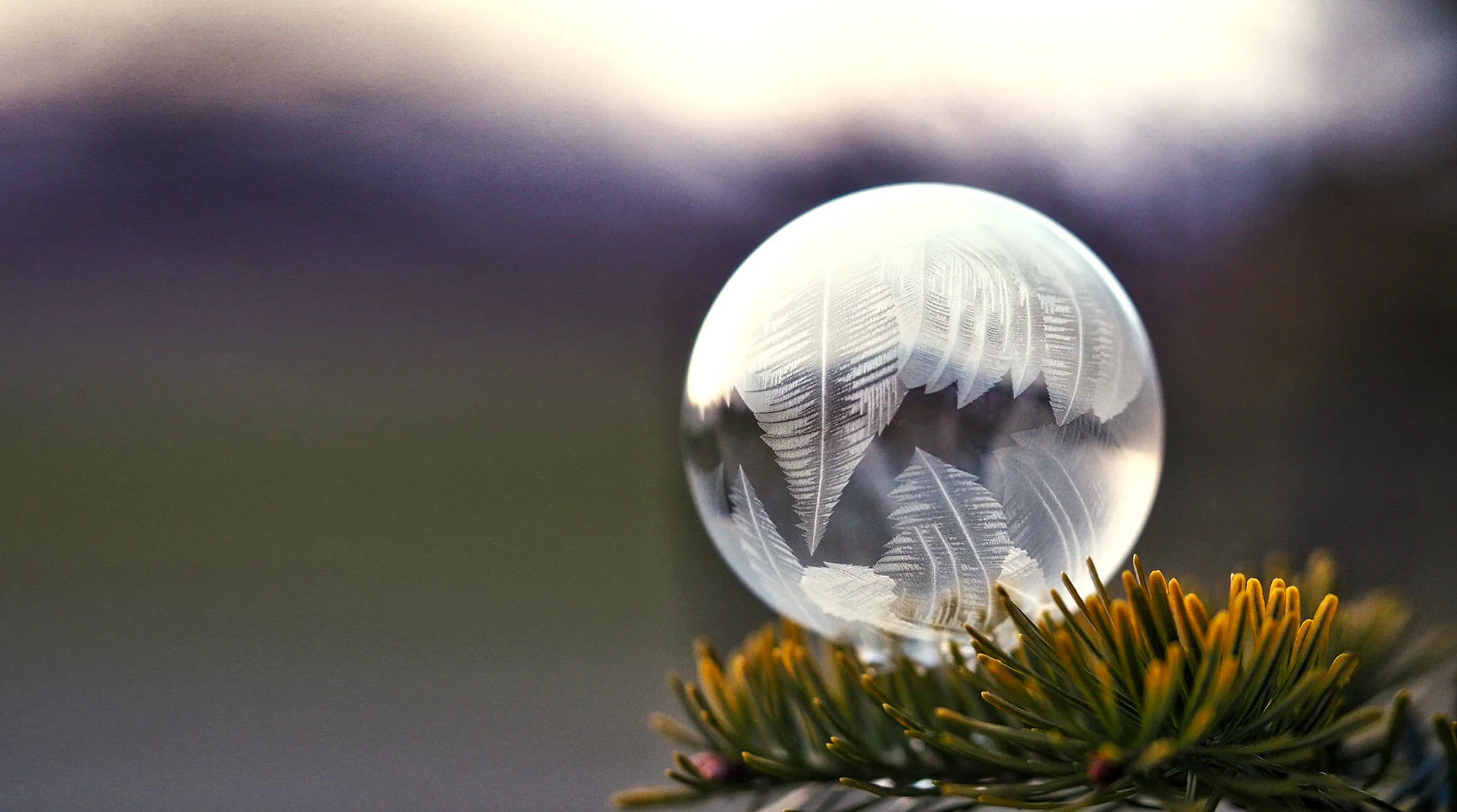 How Are You and Your Dreams Getting Along this Advent?