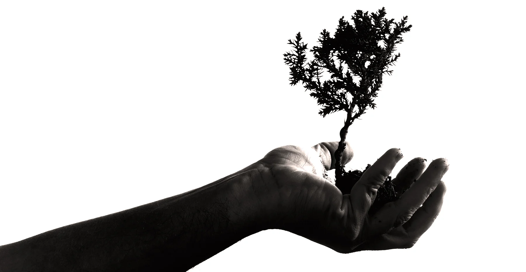 Renewal in Your Church