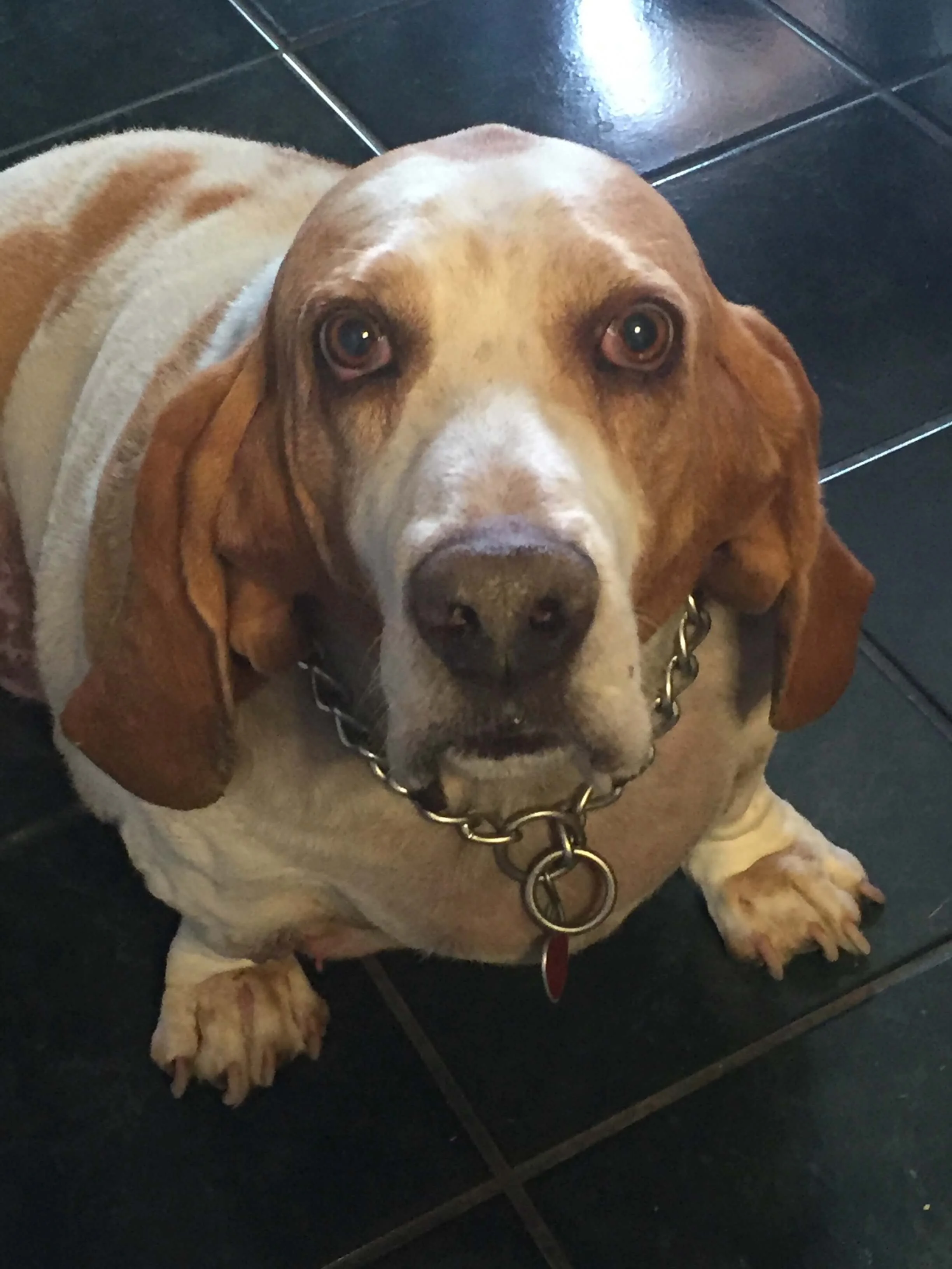 Musings and a Basset Hound