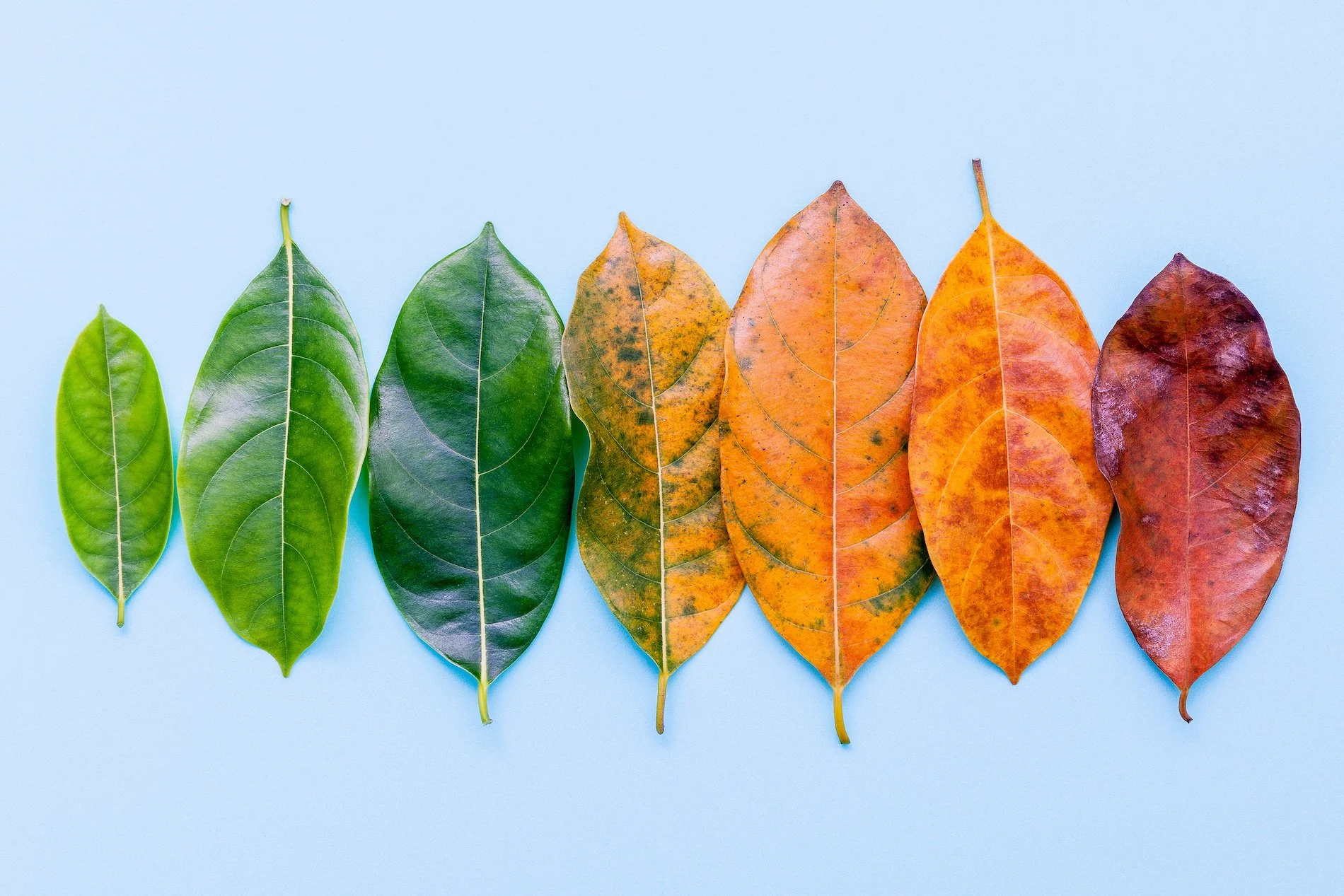 The Particular Challenge of Older Congregations