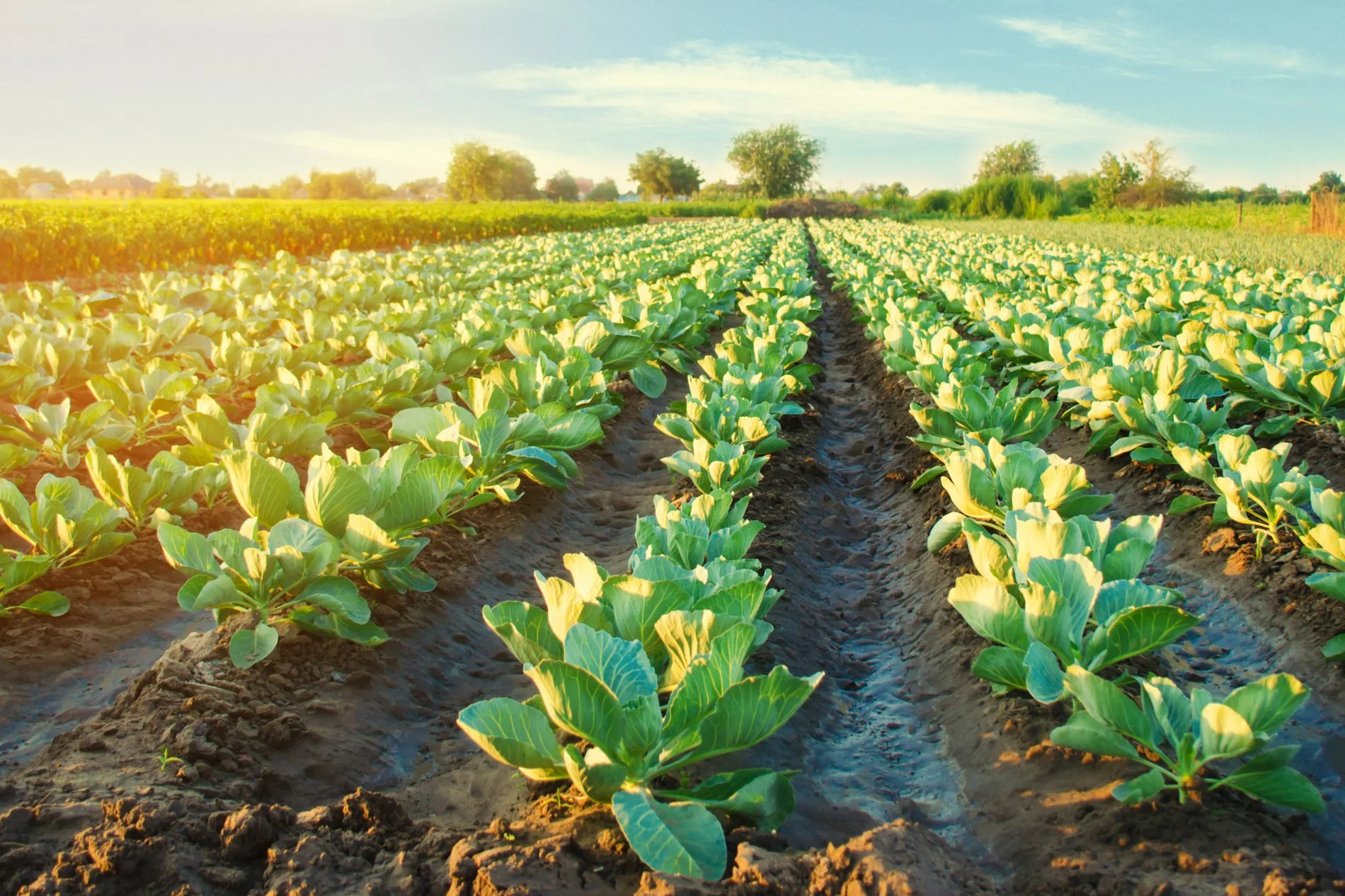 Jeremiah: God’s Unchanging, Originative Future