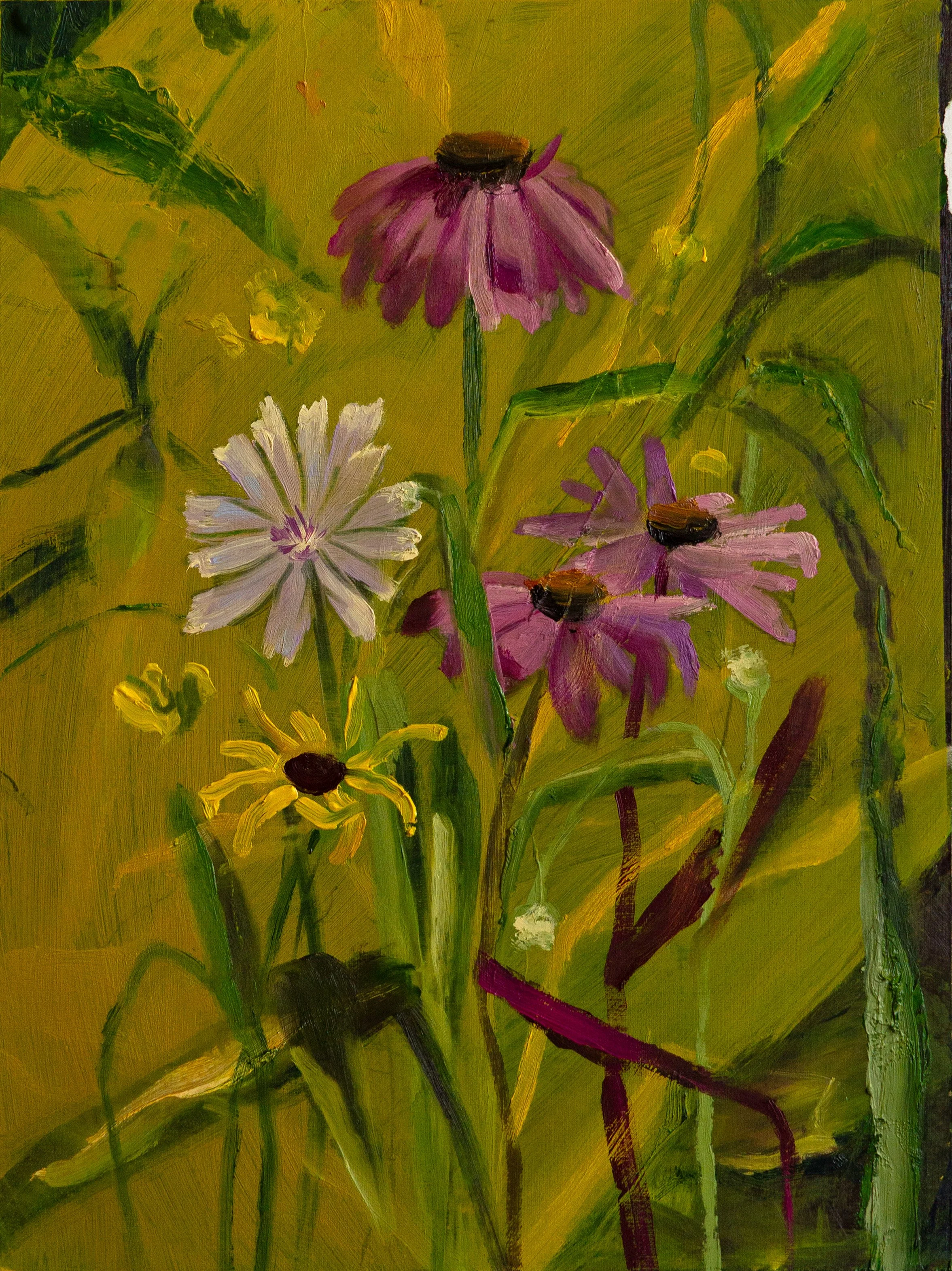 Echinacea