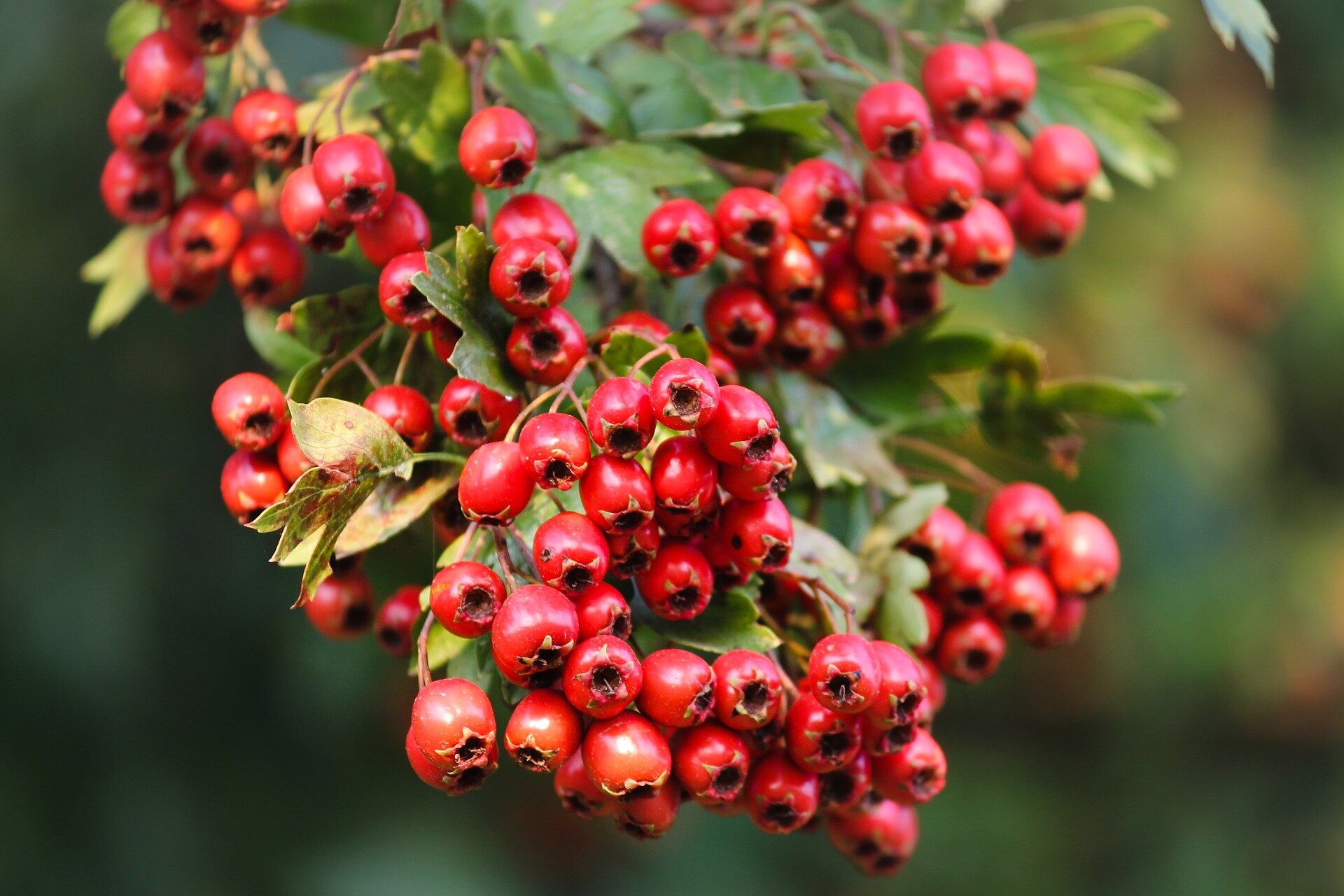 hawthorn-3649643_1920.jpg