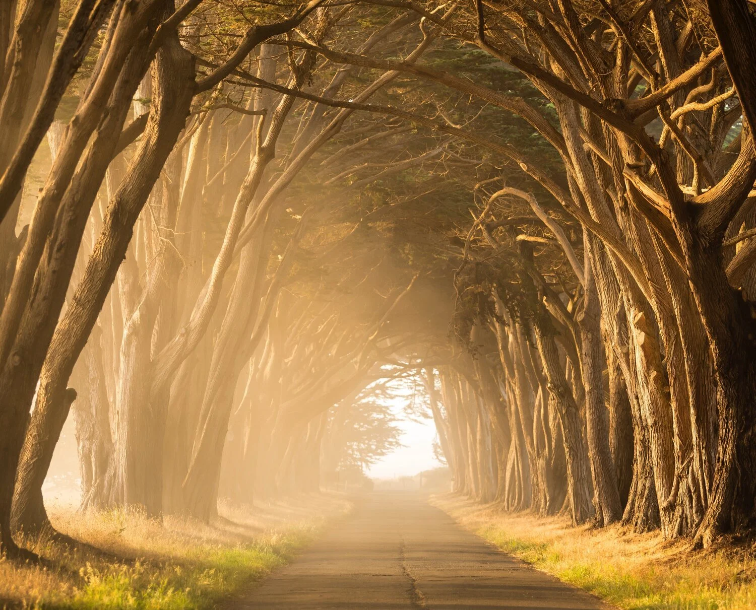 Dreamwalking to Wake up to Our Belonging
