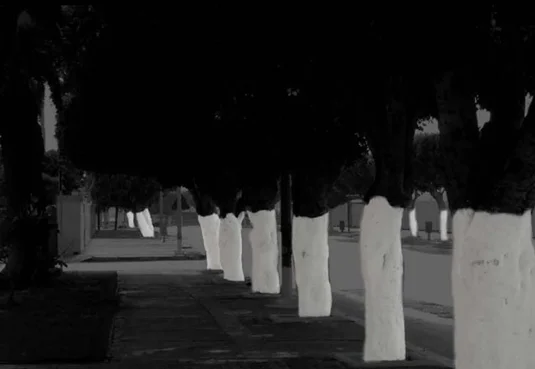 Tree trunks painted white became road markers.