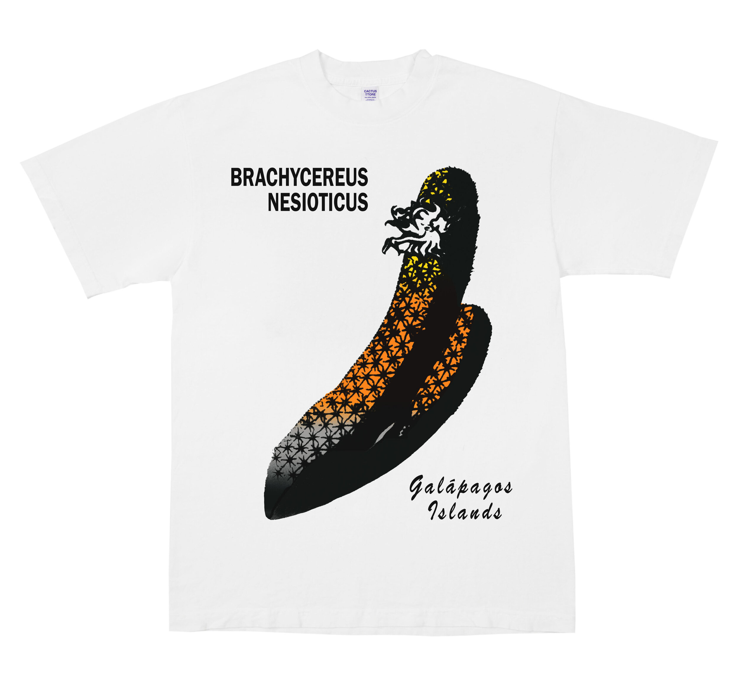  In that great laboratory of evolution where marine Iguanas reign,  Brachycereus nesioticus  grows without soil on barren lava fields. -Cactus Store  