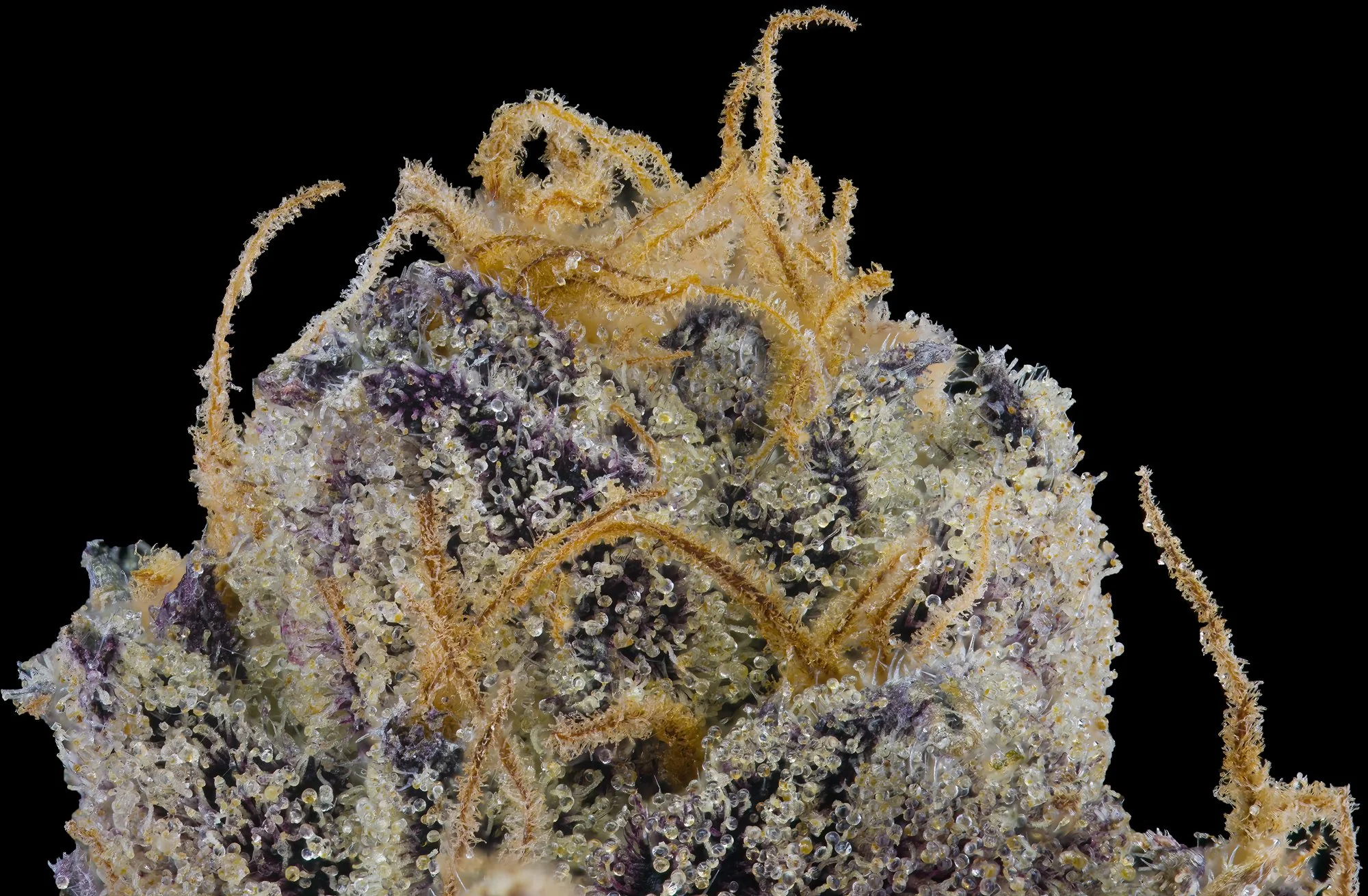 Grape Ambrosia — MAVEN