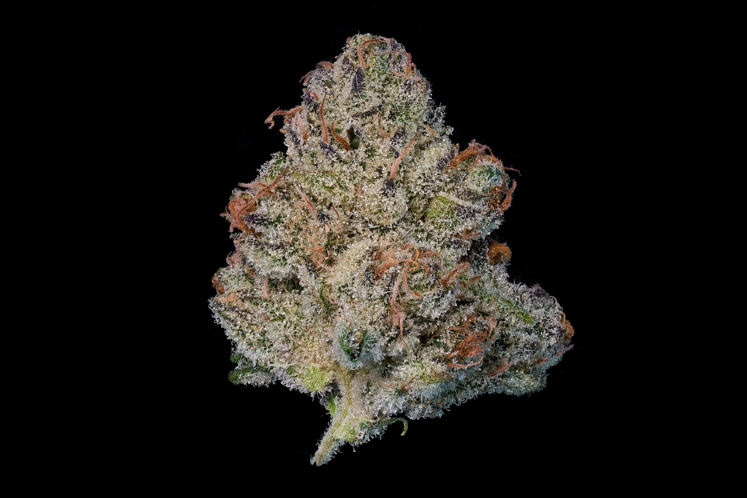 BLUE LOTUS — MAVEN GENETICS