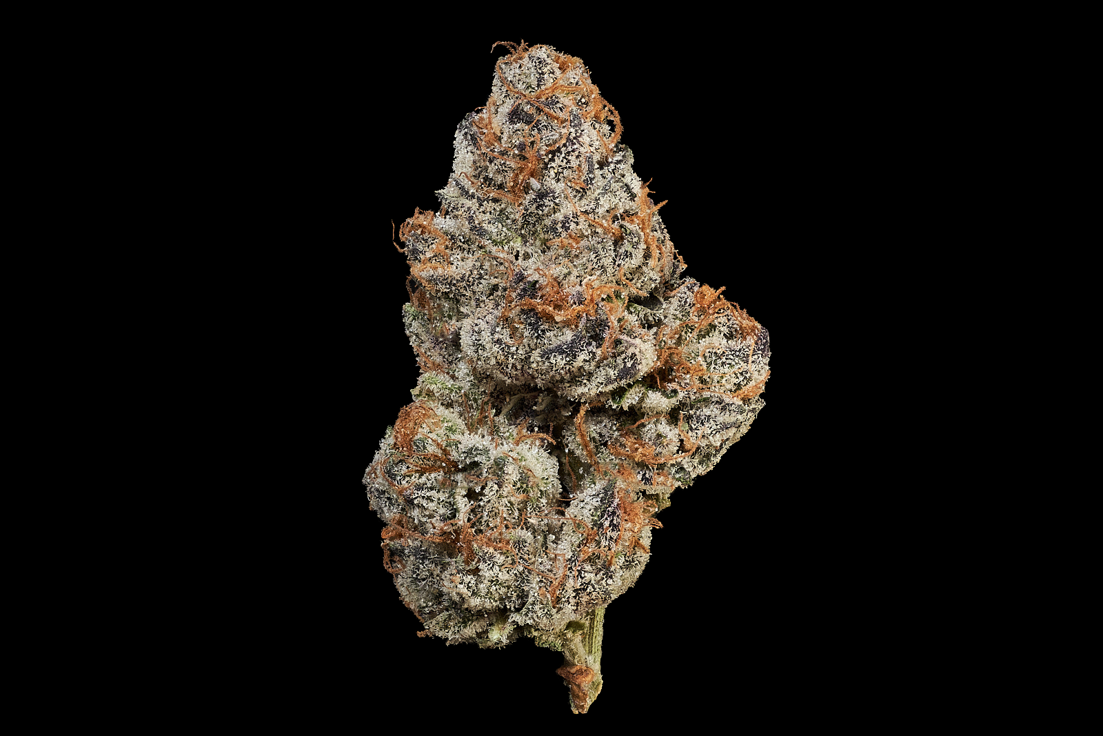 Cherry Gas — MAVEN GENETICS