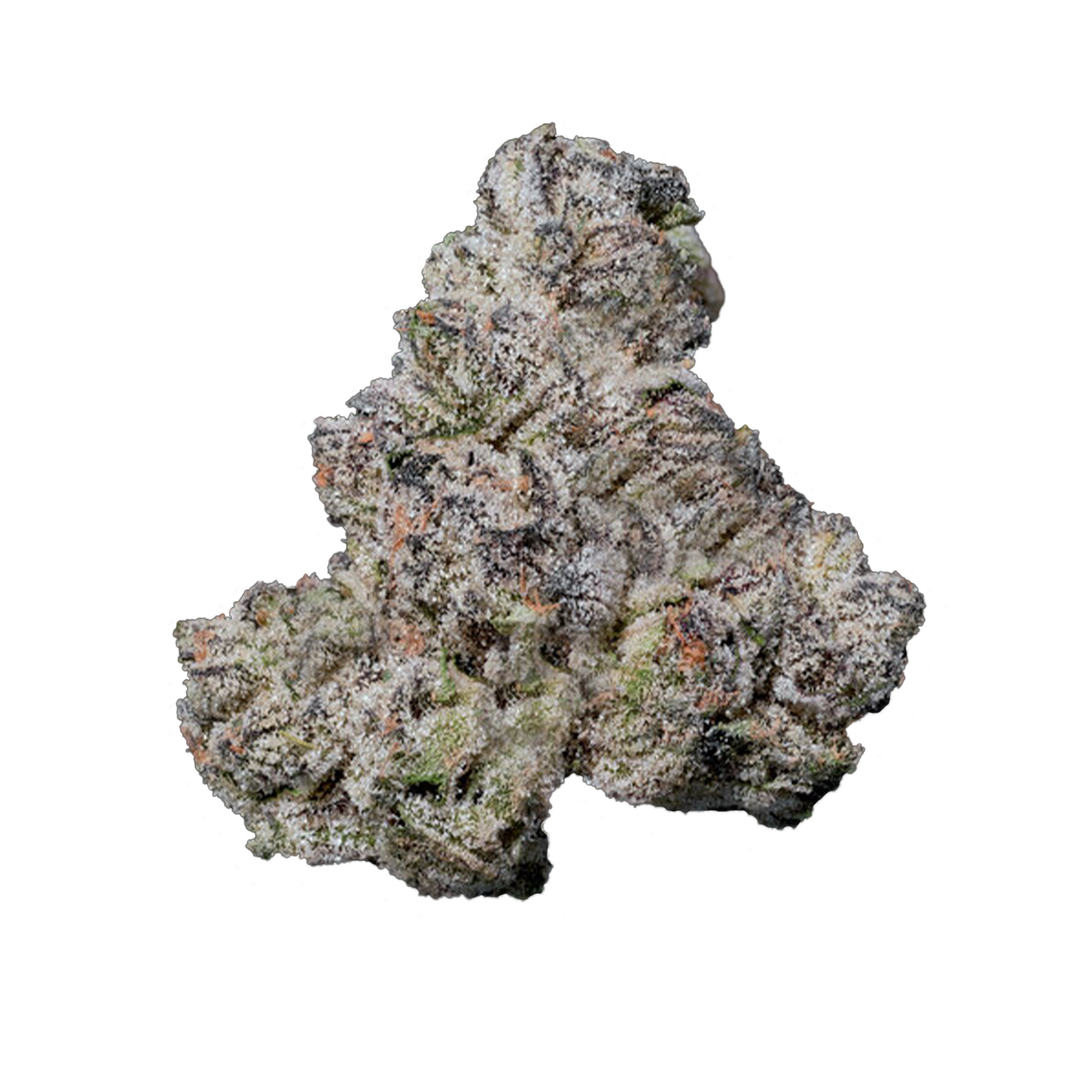 BLUE LOTUS — MAVEN GENETICS