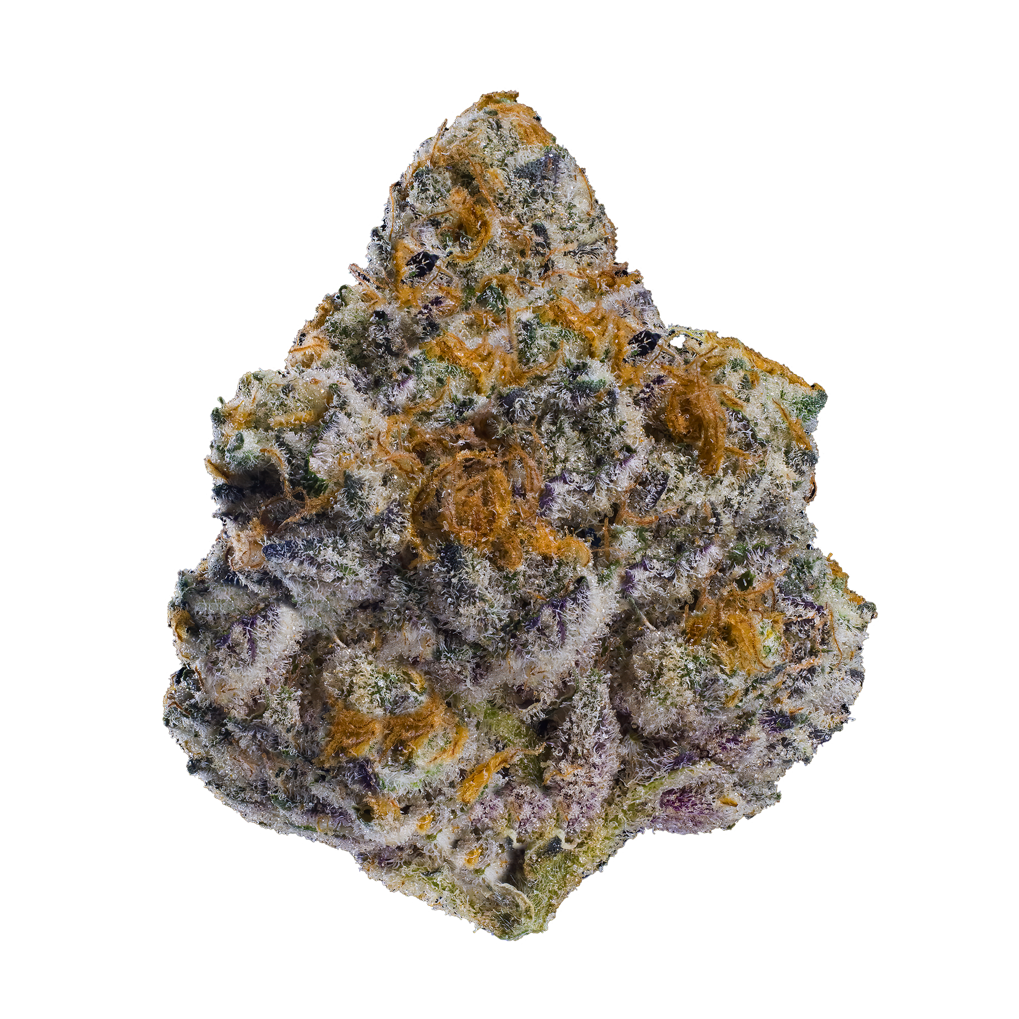 BLUE LOTUS — MAVEN GENETICS