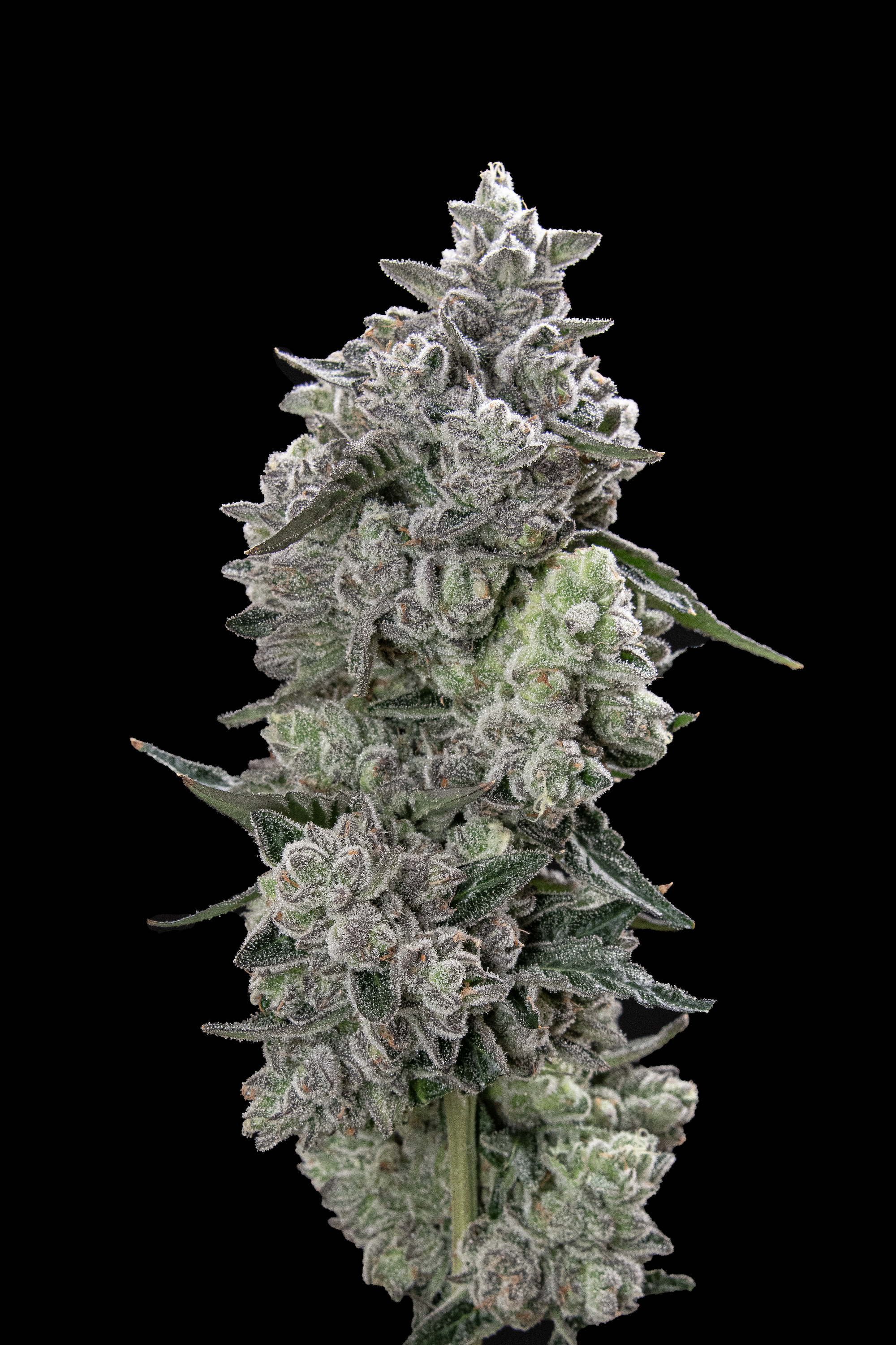 Black Diamond X by Maven Genetics