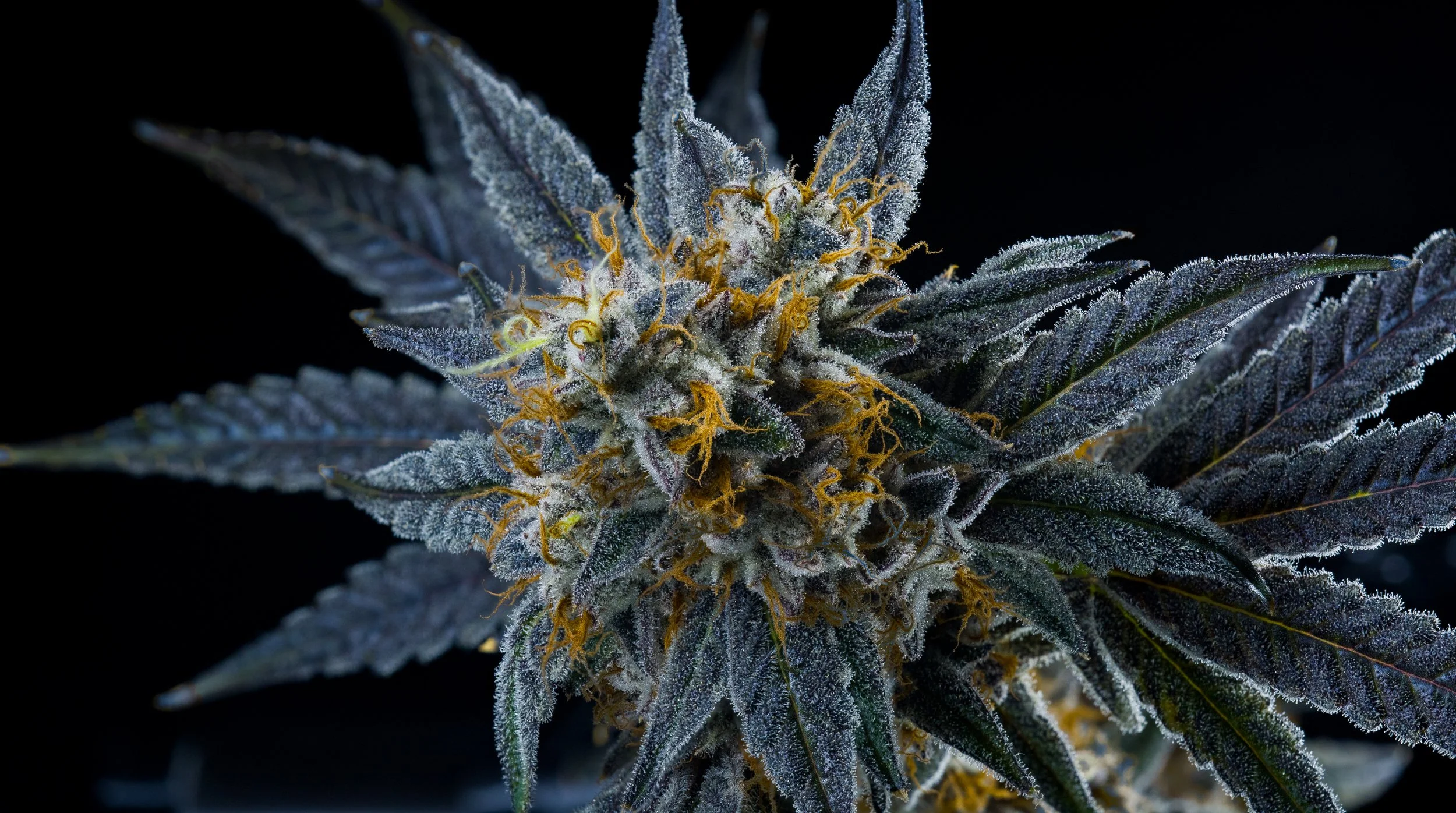 Fall 2022 Strain Collection 