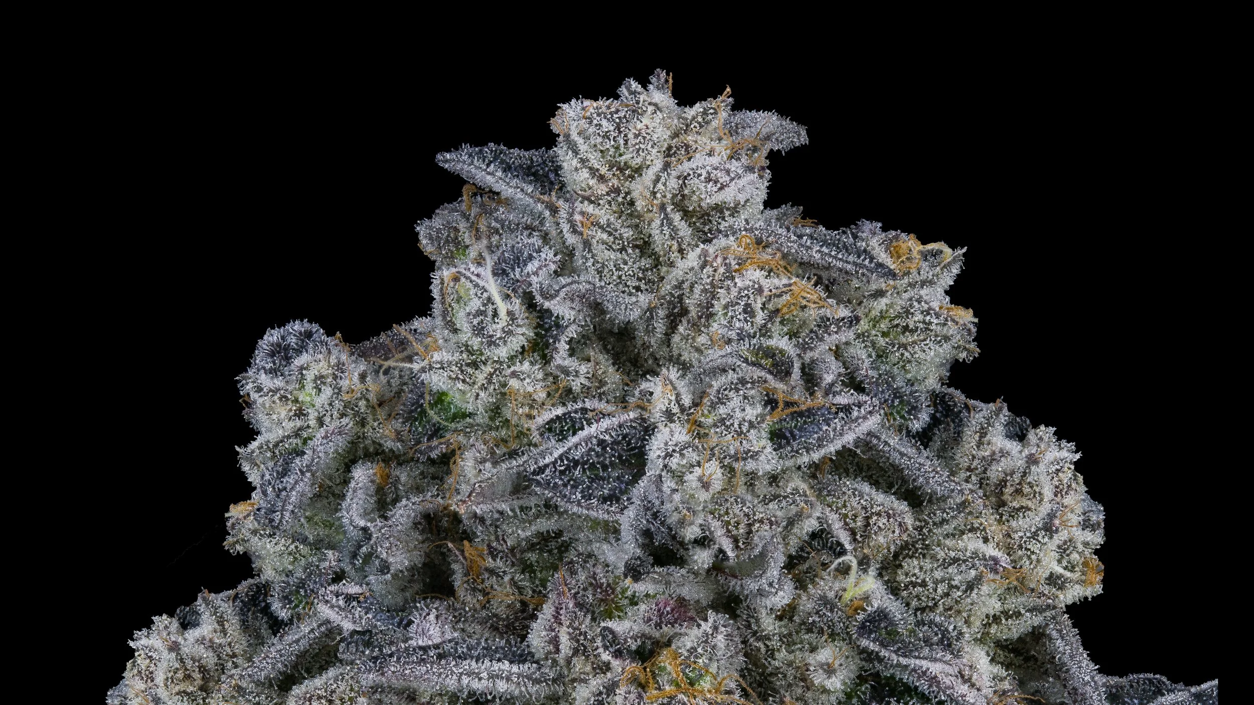 Spring 2023 Strain Collection