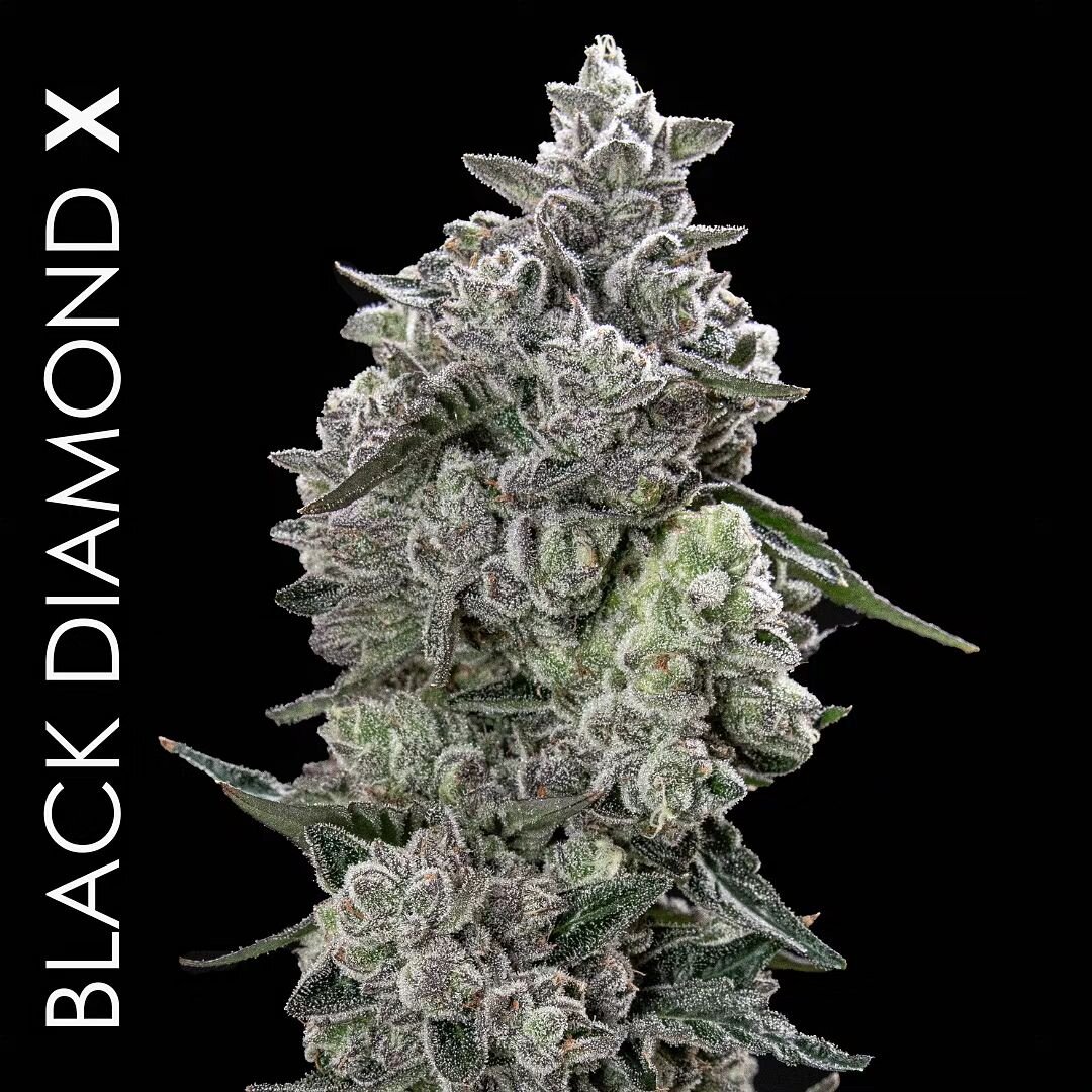 OG lovers will appreciate the classic scent and palate of #BlackDiamondX, derived from Black Diamond OG and our very own award-winning XXX OG. 

A medley of savory, spicy herbaceous notes reminiscent of pine, fuel, and peppercorn make this hard-hitti