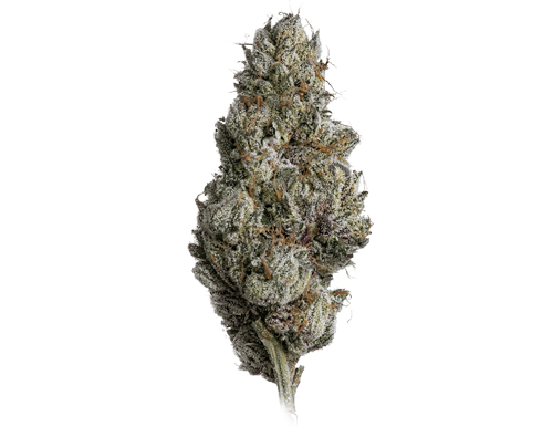 Lemon-Cherry-Gelato-X-Blue-Lotus-#14-Nugshot-WEBSITE-EDIT.png