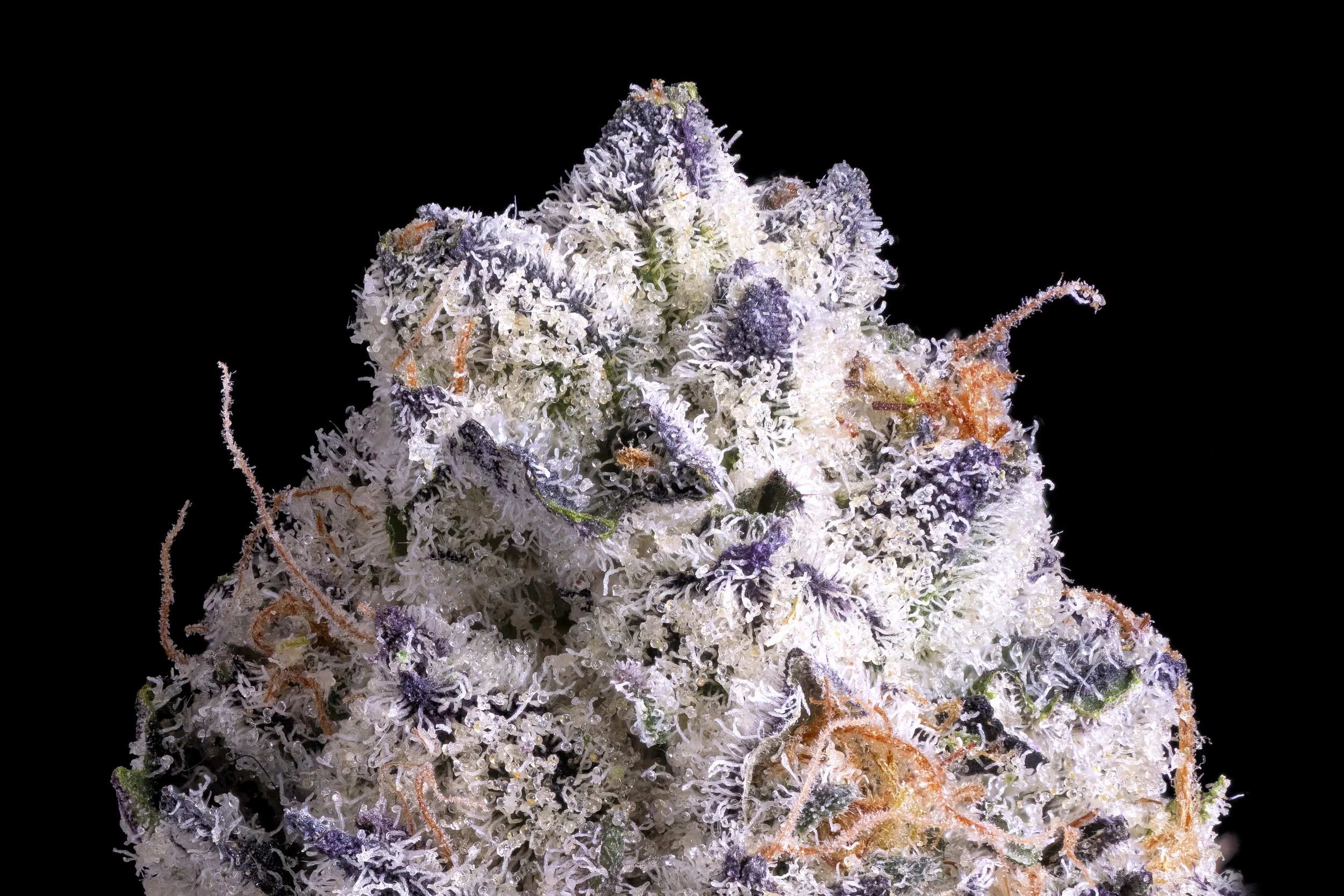 Discover Pure Bliss with Shangri-la