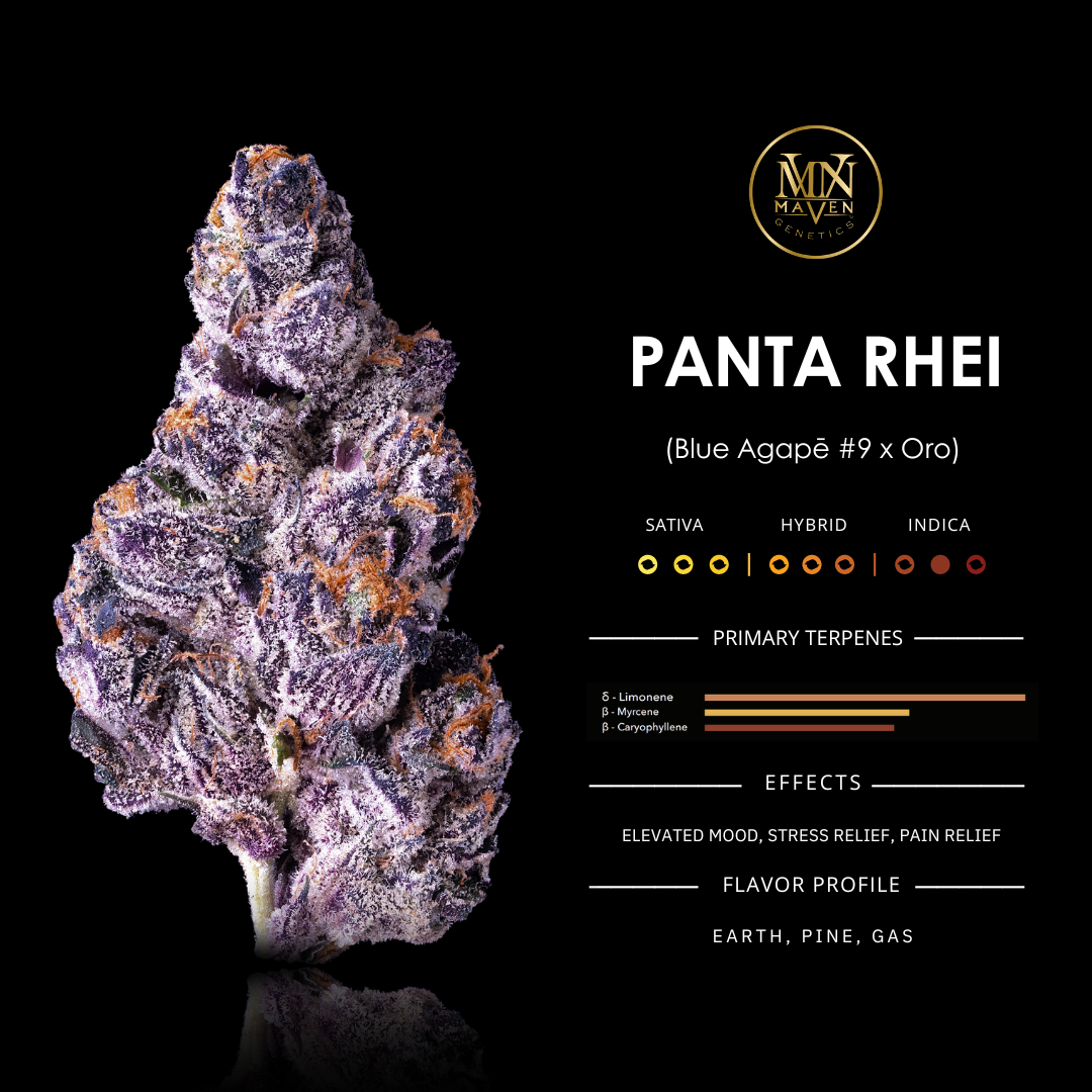 Panta Rhei: Capturing Elegance in Evolution