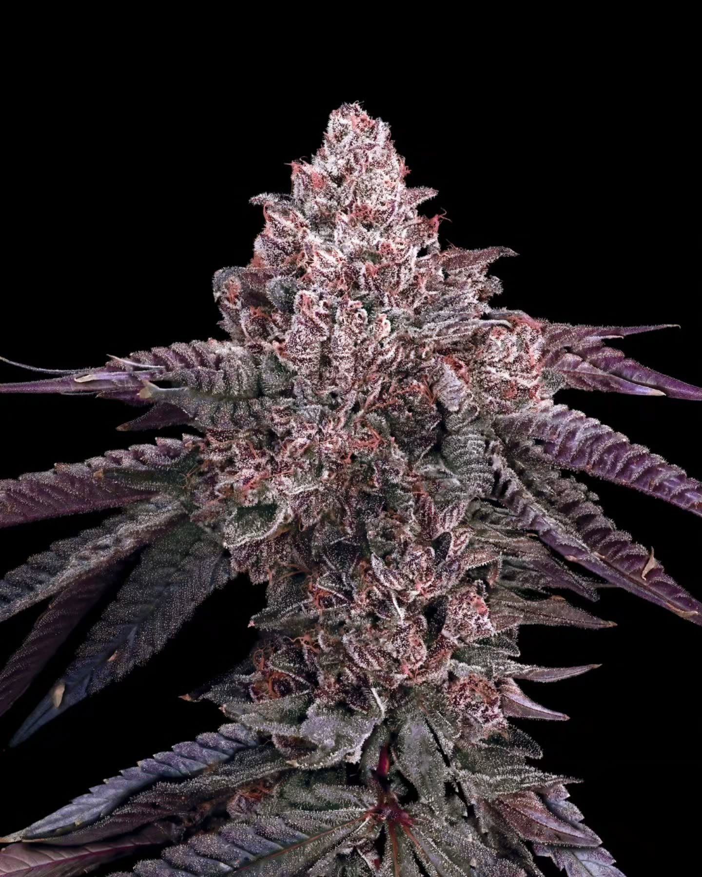 Our journey began with a single seed of the legendary Pre-98 Bubba Kush, igniting our passion for cultivating connoisseur-quality cannabis. 

After twenty-five years, we're returned to our roots with 98 Reserve, a tribute to our progress. #MavenGenet