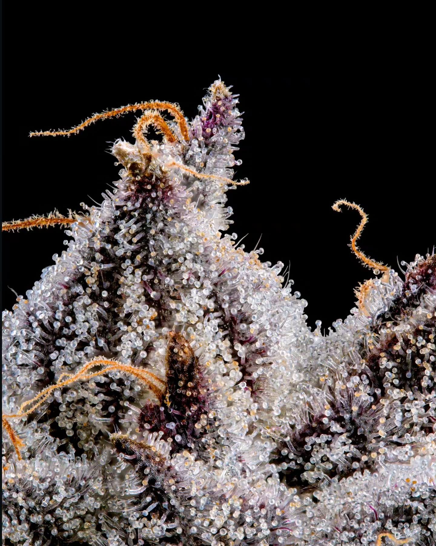 Behold the timeless Shangri-la 🏔

This exceptional variant of Opal x Paradiso #11 emerged from a select batch of only 15 seeds and was originally unveiled through our Research and Development line. 

This strain immediately distinguished itself amon