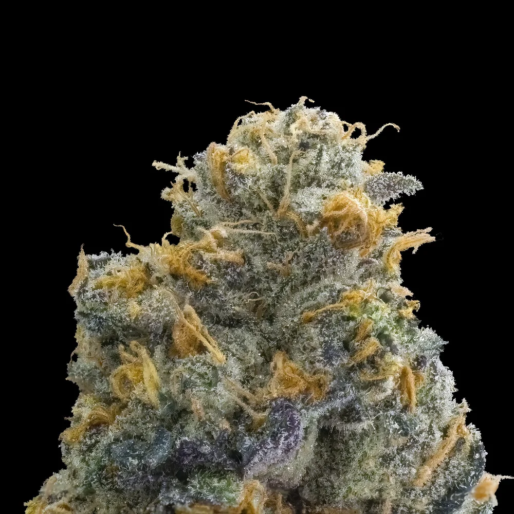 BLUE LOTUS — MAVEN