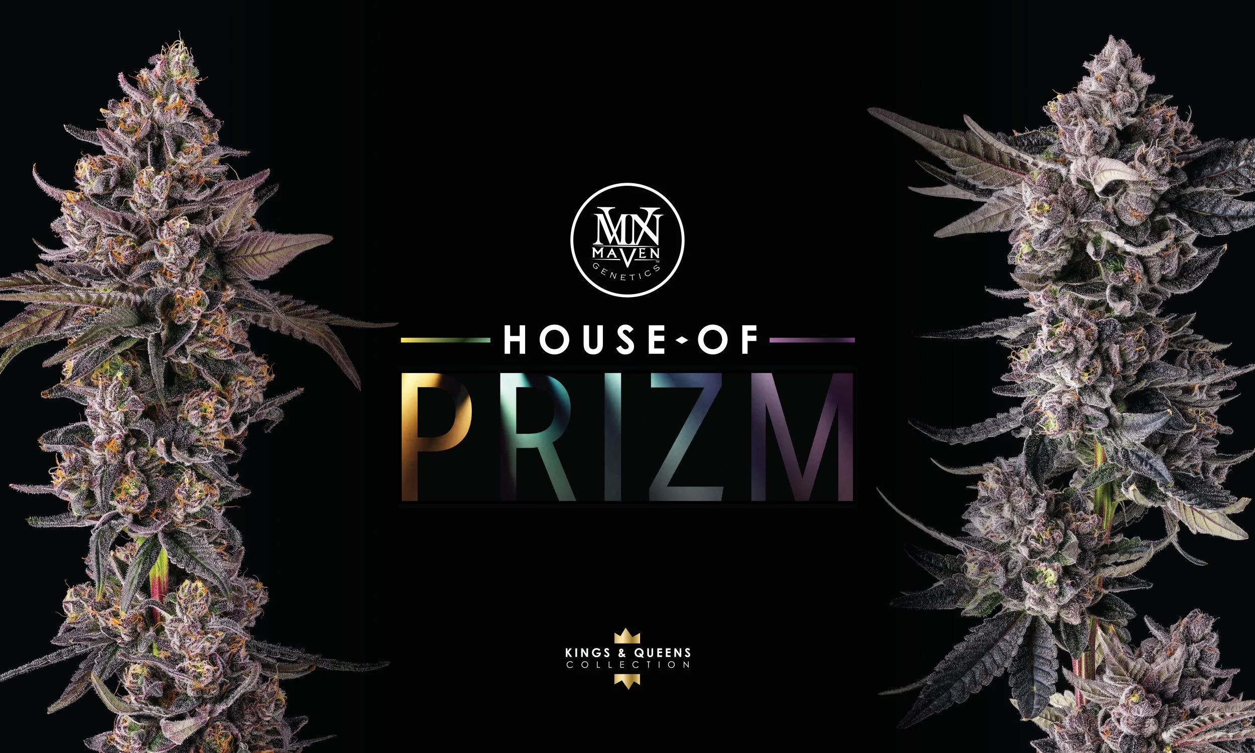Maven-HouseofPRIZM-2500x1500-Homepage-Banner-R1.jpg