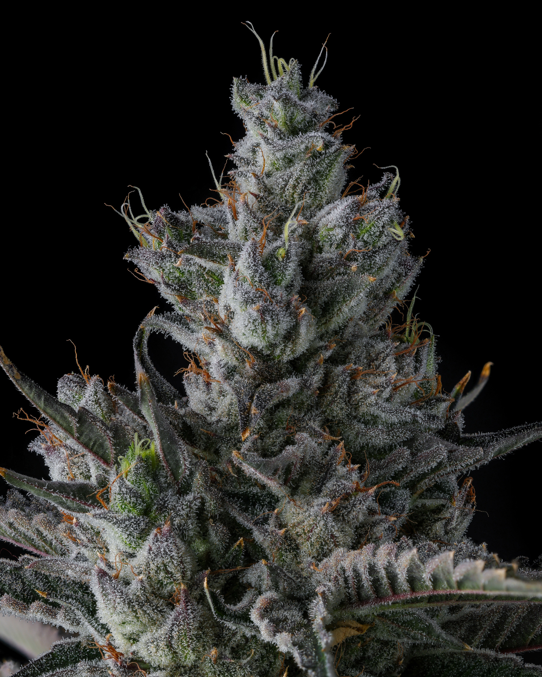 Pineapple Biscotti Has Landed 