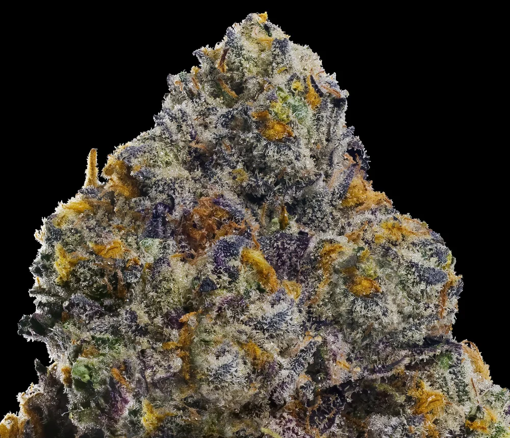 GELATO MINTS — MAVEN