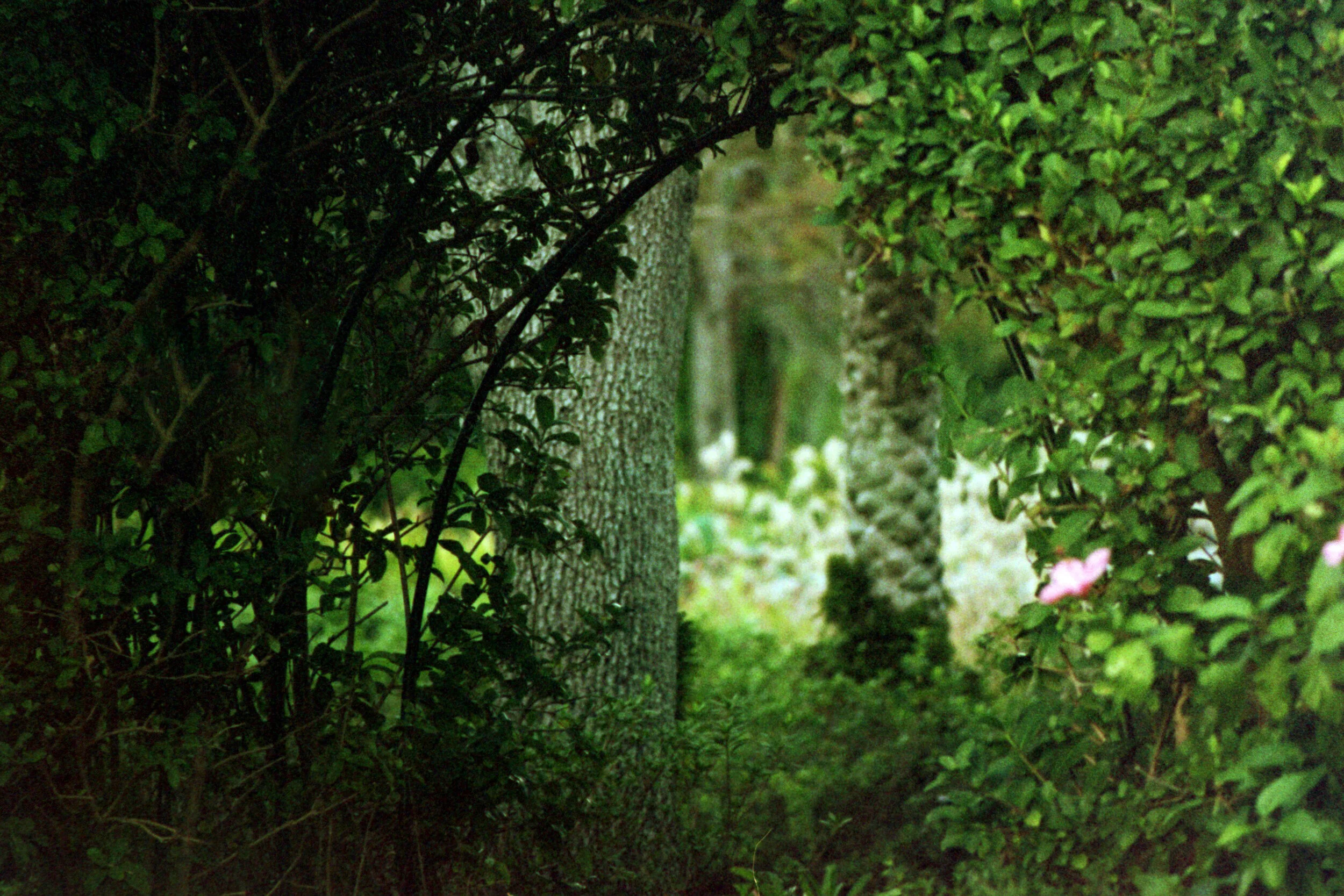 photographic print