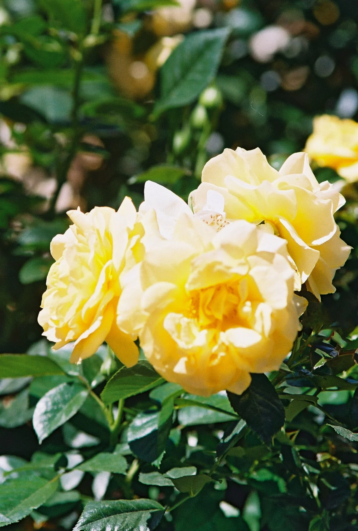 514z000_514z000-R1-009-3-Edit.jpg