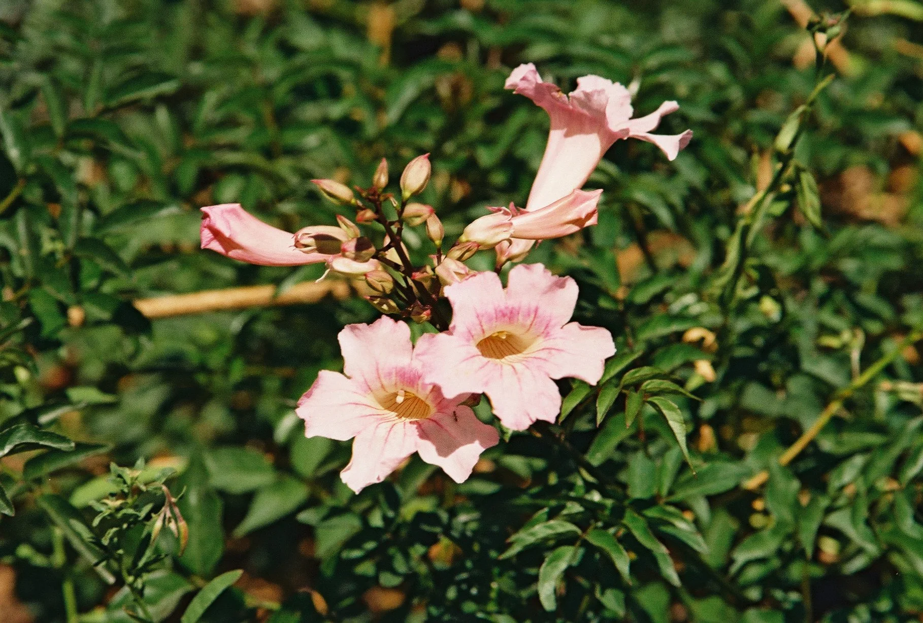 514z000_514z000-R8-010-3A-Edit.jpg