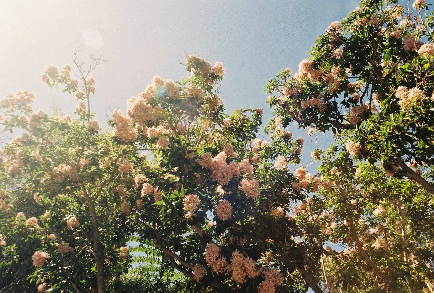 photographic print