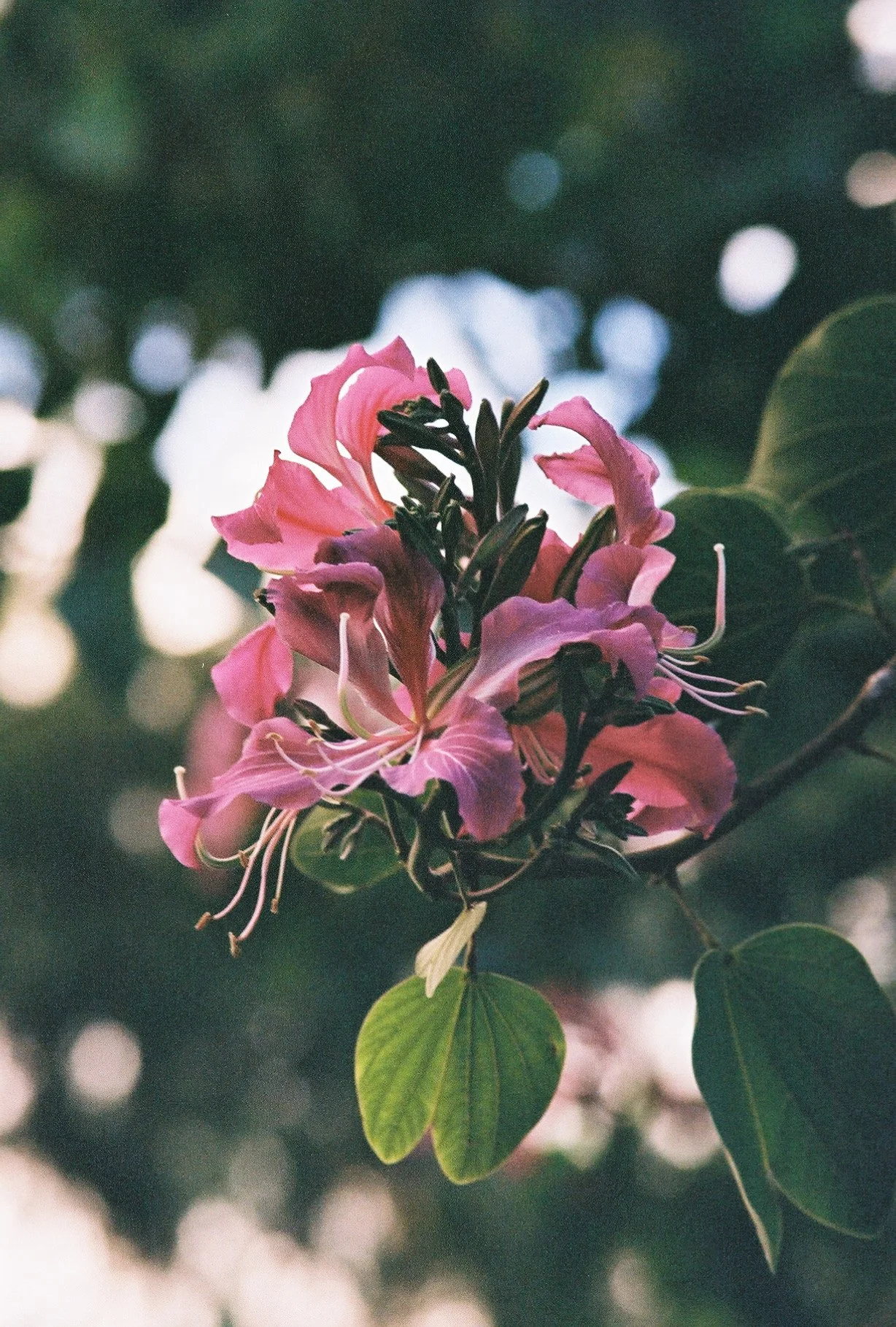 photographic print