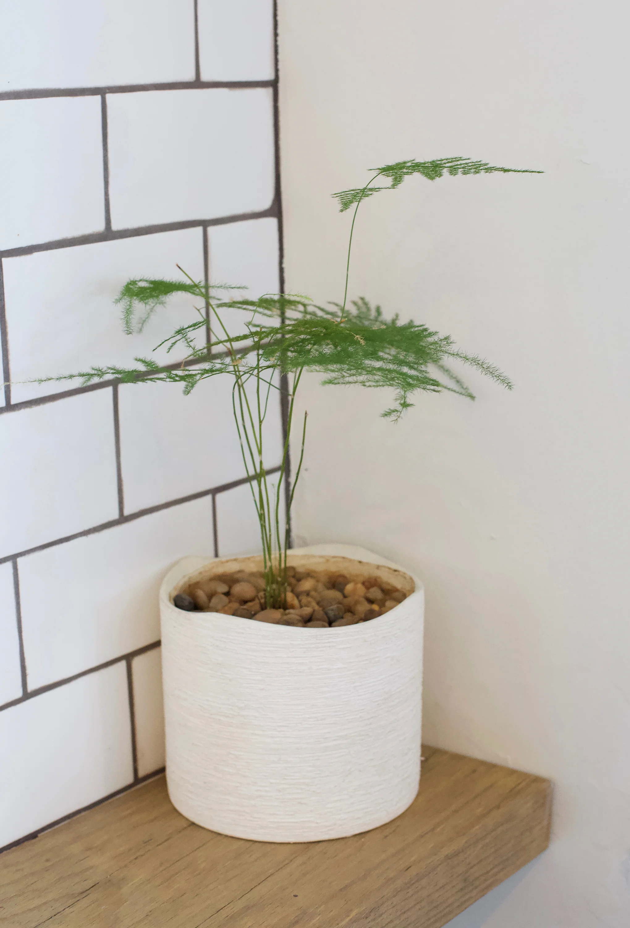 ARBOR.PLANTS.jpg