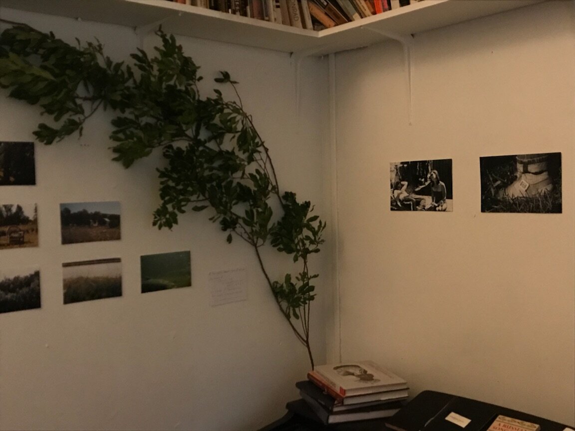  More of Sarah Rayne’s photos amongst the branches. 