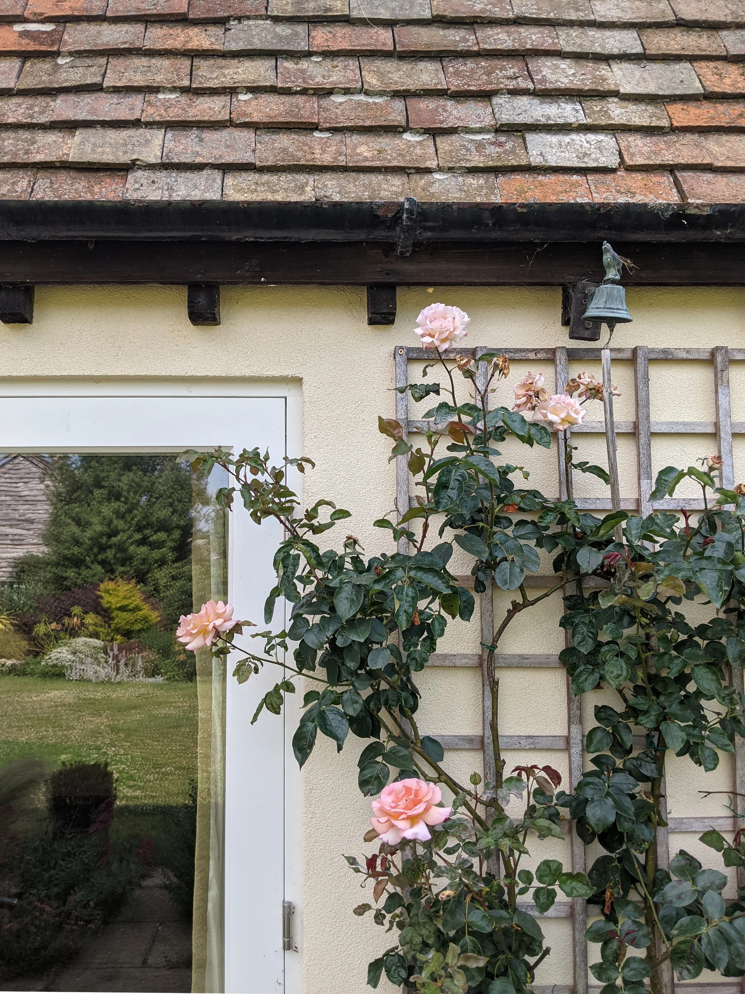 A pink rose bush with several blooms, adjacent to a cream-colored house wall, with a window and a wooden trellis, and a small bell ornament hanging from the trellis.