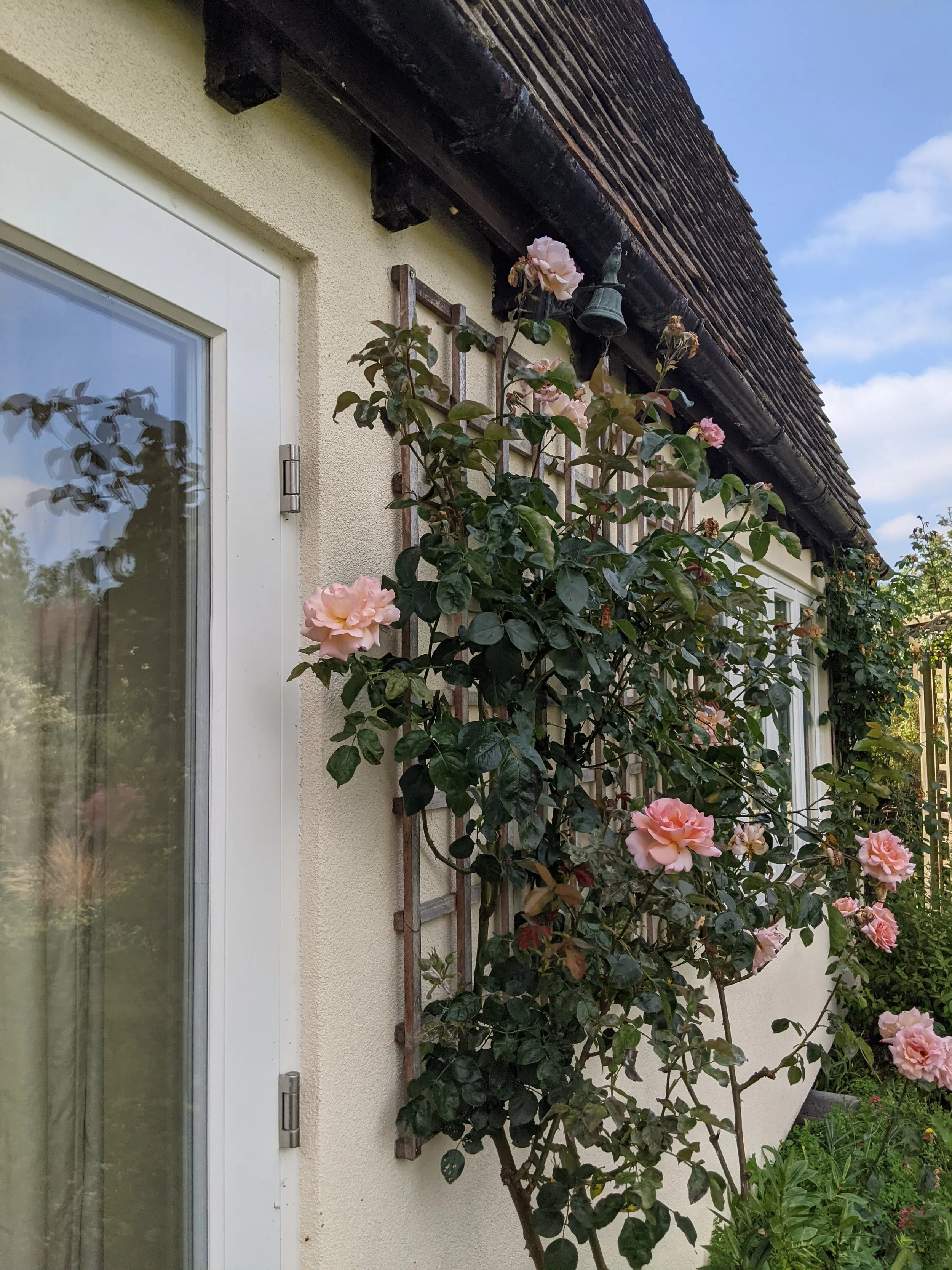 A beige stucco house exterior wall with a white door on the left side. A climbing pink rose bush with multiple blossoms and green leaves growing along a trellis attached to the wall. An outdoor bell hangs from the eaves, which has dark wooden beams a