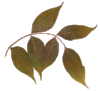 saun_9780525508748_jkt_a02_r1.png