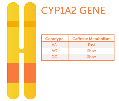 Blog3.CYP1A2.png