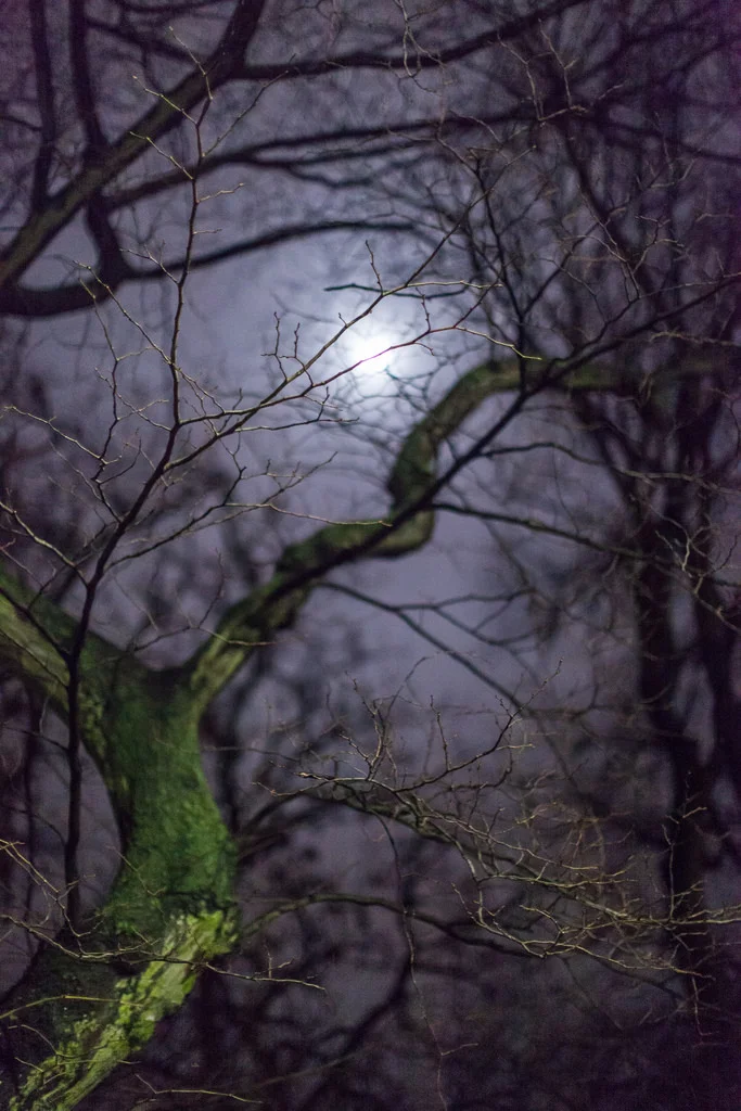 Meadows by night_11988601945_l.jpg