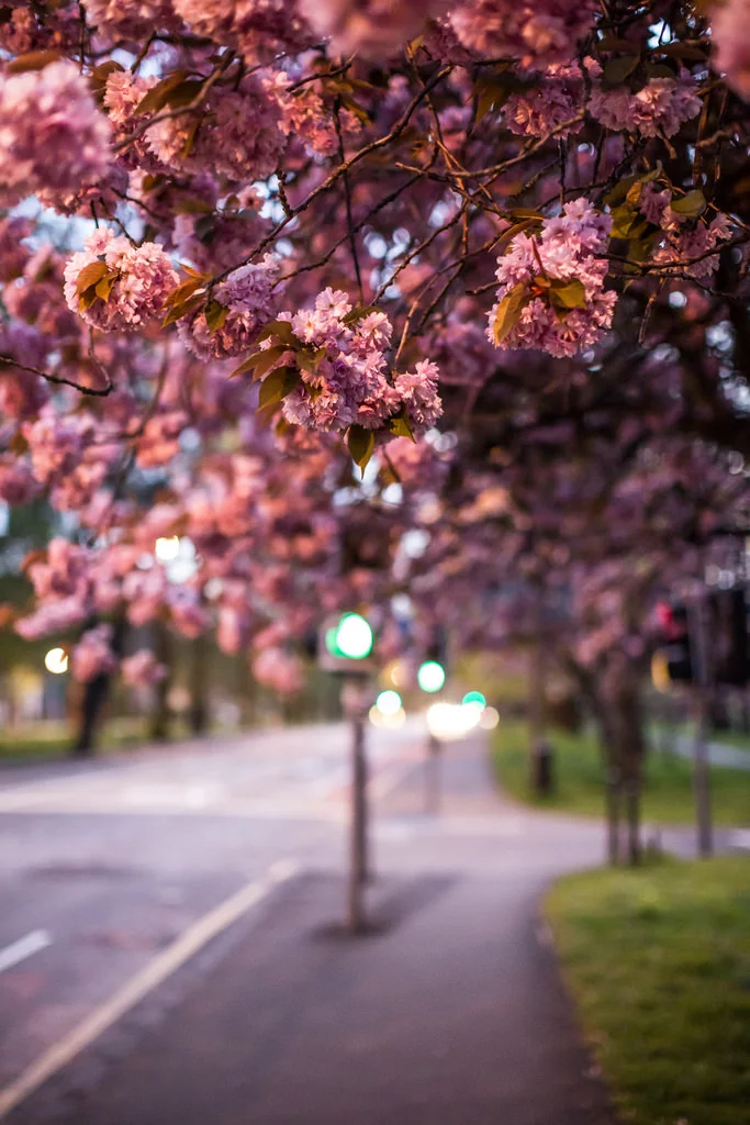 Meadows_17347684186_l.jpg