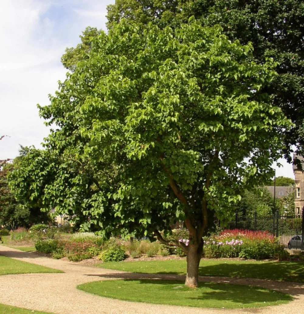 Mulberry-Trees-Pictures-1.jpg