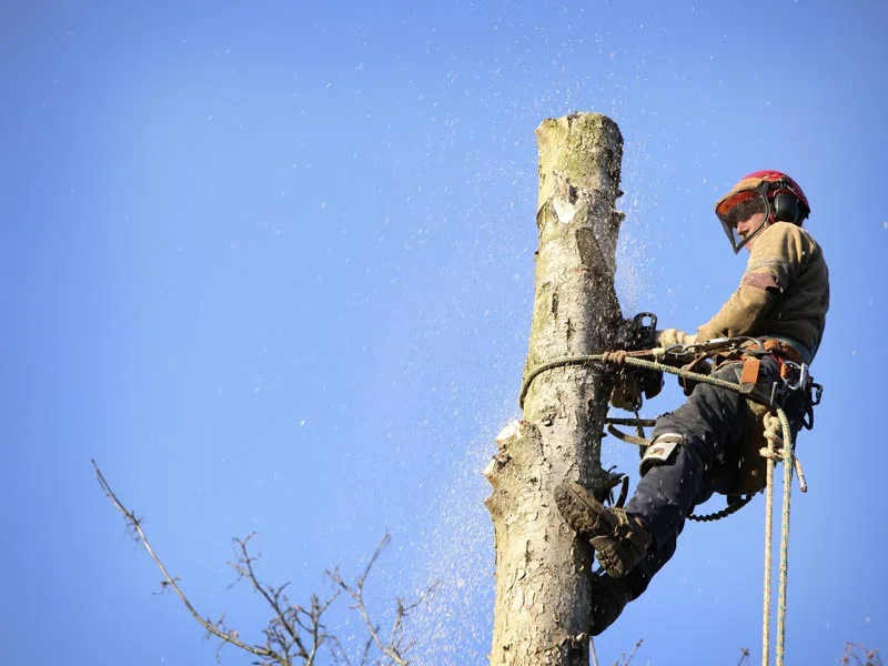 arborist-removing-tree-washington.jpg