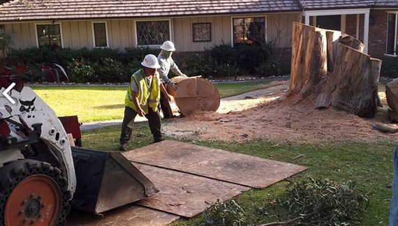 tree-removal.png