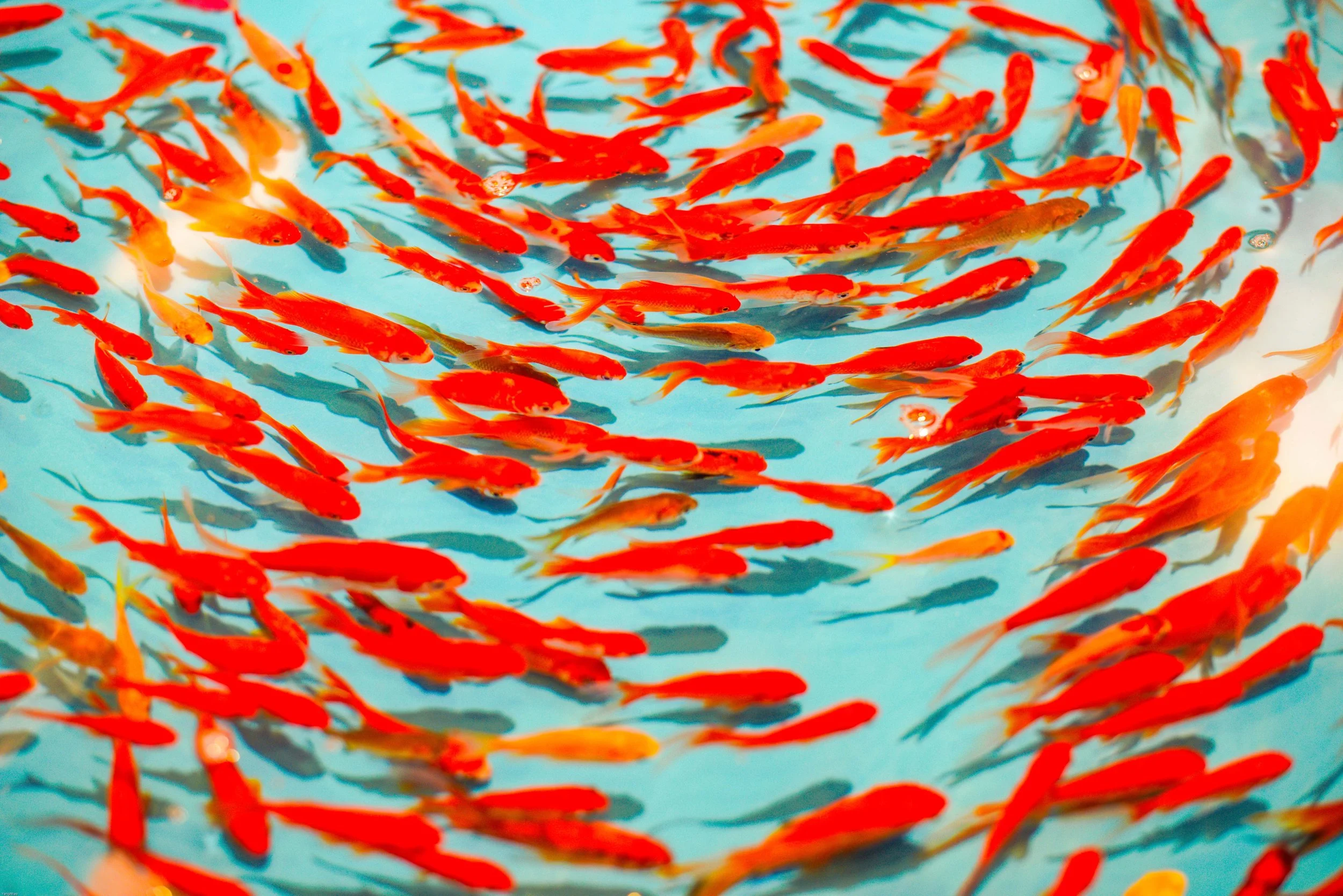 Yang Miao via unsplash