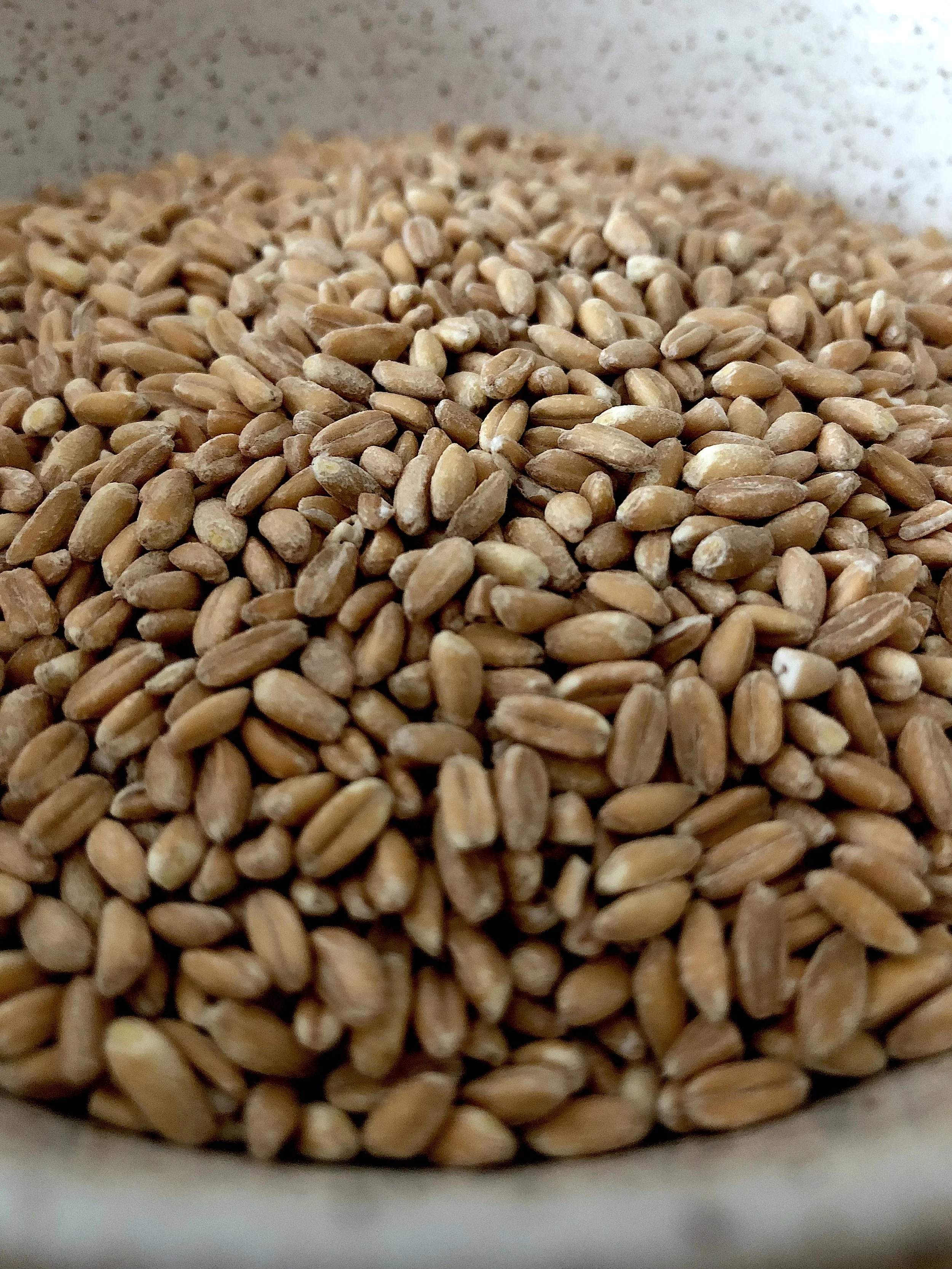 Cooking Grains, The Easy Way — Mark Bittman