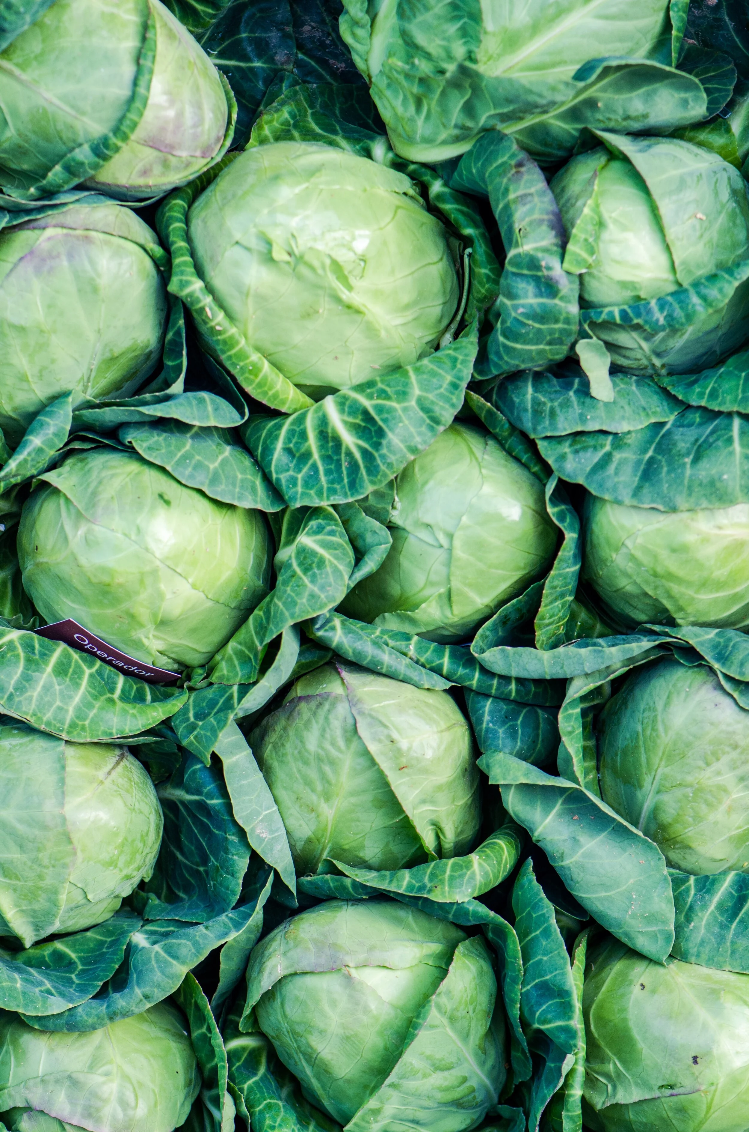 Cabbage, 12 Ways